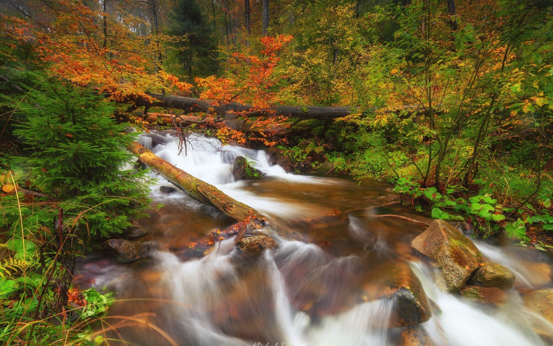 Обои деревья, река, природа, камни, лес, осень, польша, trees, river, nature, stones, forest, autumn, poland разрешение 2048x1333 Загрузить