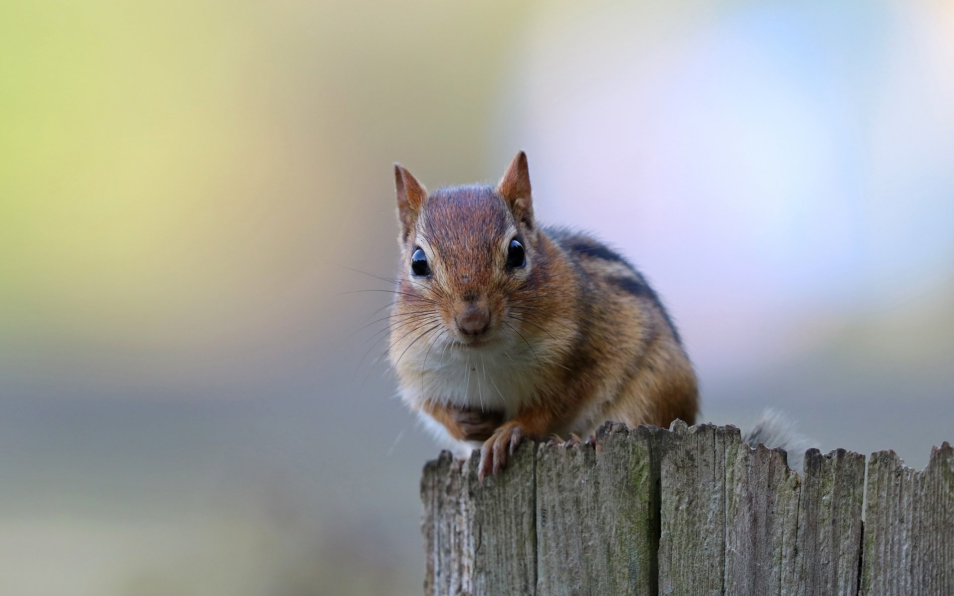 Обои фон, бурундук, грызун, background, chipmunk, rodent разрешение 2200x1350 Загрузить