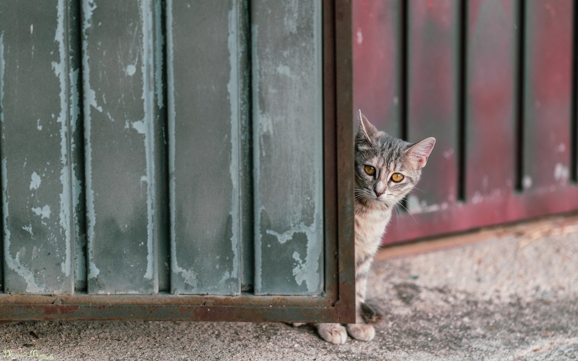 Обои кошка, забор, ворота, cat, the fence, gate разрешение 2026x1254 Загрузить