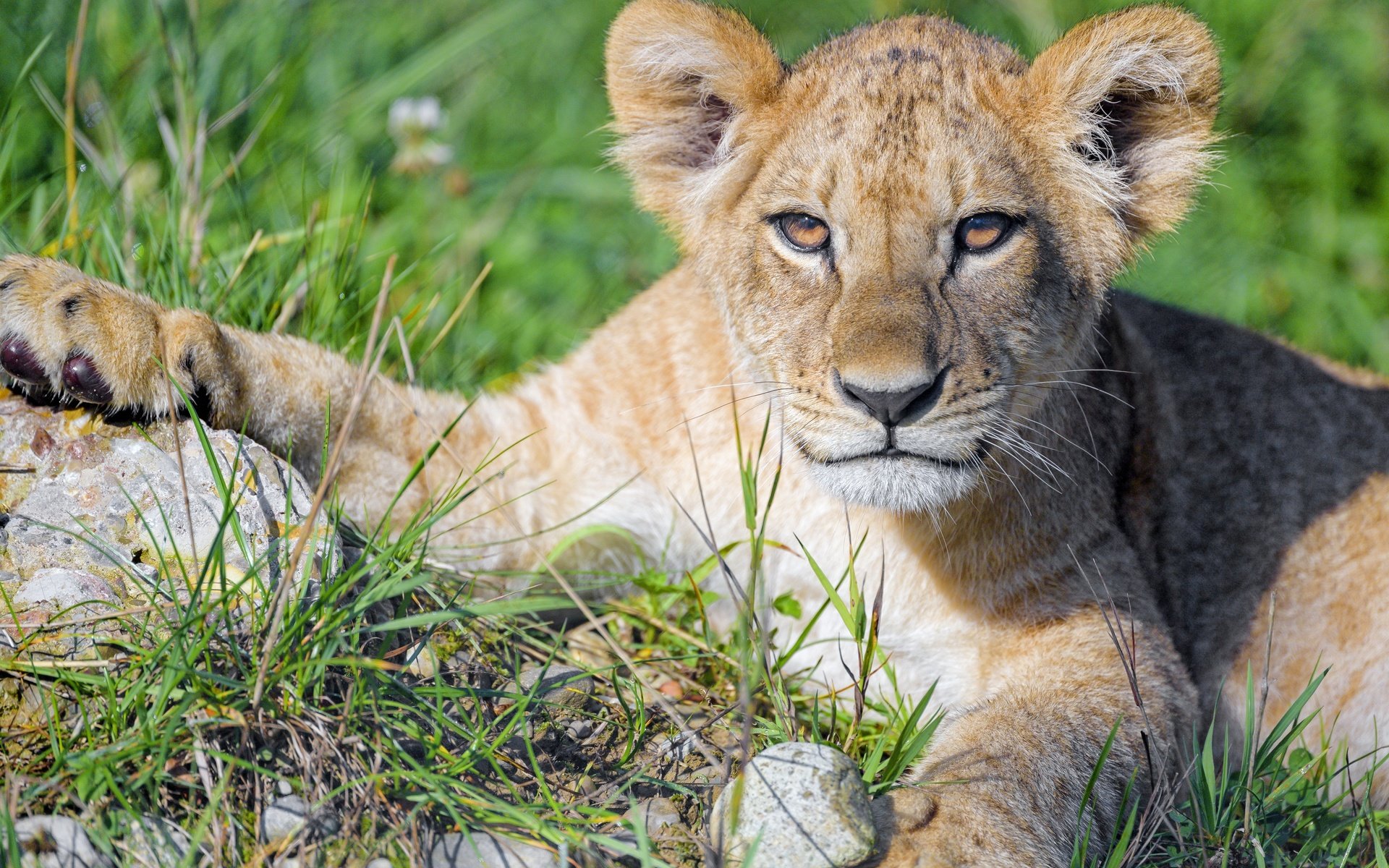 Обои морда, трава, портрет, лапы, взгляд, лежит, львёнок, face, grass, portrait, paws, look, lies, lion разрешение 5152x3435 Загрузить