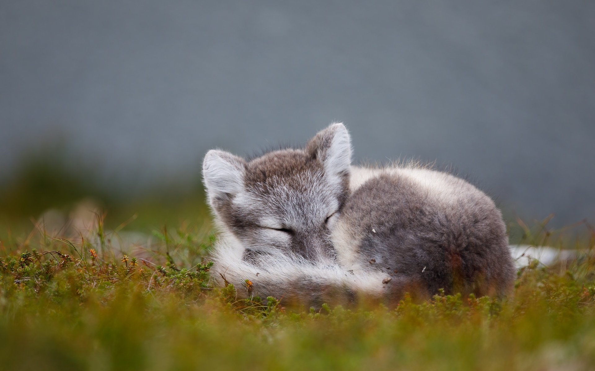 Обои природа, песец, фон, поза, сон, лежит, спит, поляна, мох, nature, fox, background, pose, sleep, lies, sleeping, glade, moss разрешение 2000x1333 Загрузить