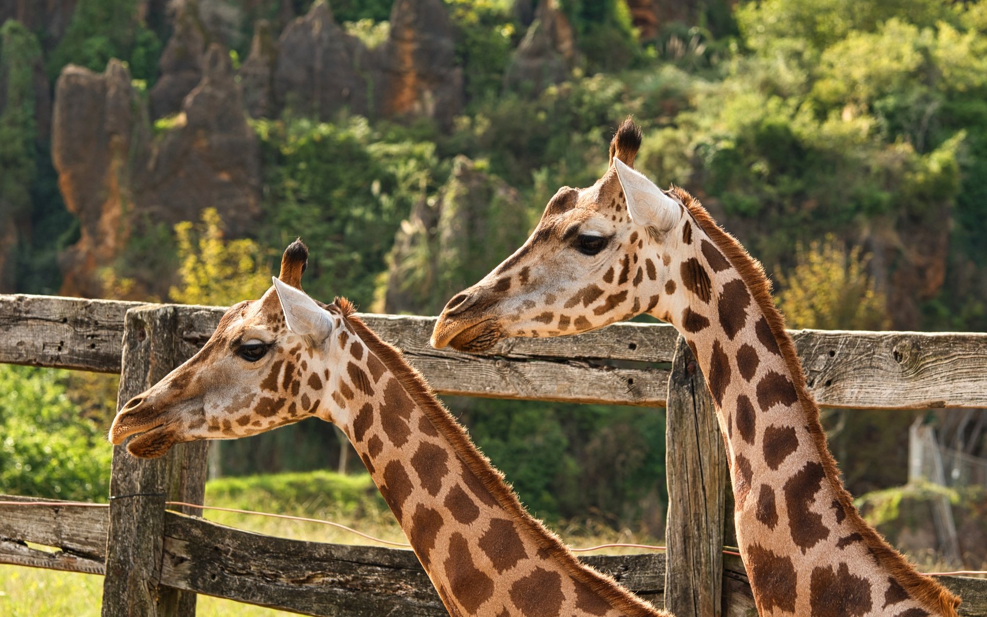 Обои природа, пара, жираф, жирафы, nature, pair, giraffe, giraffes разрешение 5568x3712 Загрузить