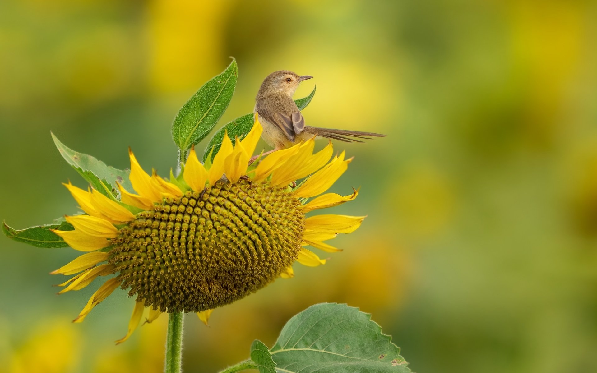 Обои природа, подсолнух, птица, nature, sunflower, bird разрешение 3840x2160 Загрузить