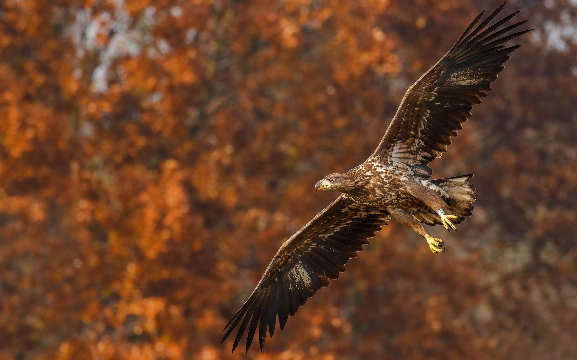 Обои природа, полет, осень, орел, птица, боке, размах крыльев, nature, flight, autumn, eagle, bird, bokeh, wingspan разрешение 2288x1287 Загрузить