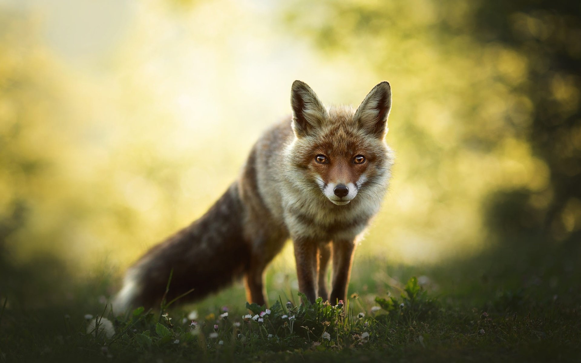 Обои природа, взгляд, лиса, боке, nature, look, fox, bokeh разрешение 2000x1345 Загрузить