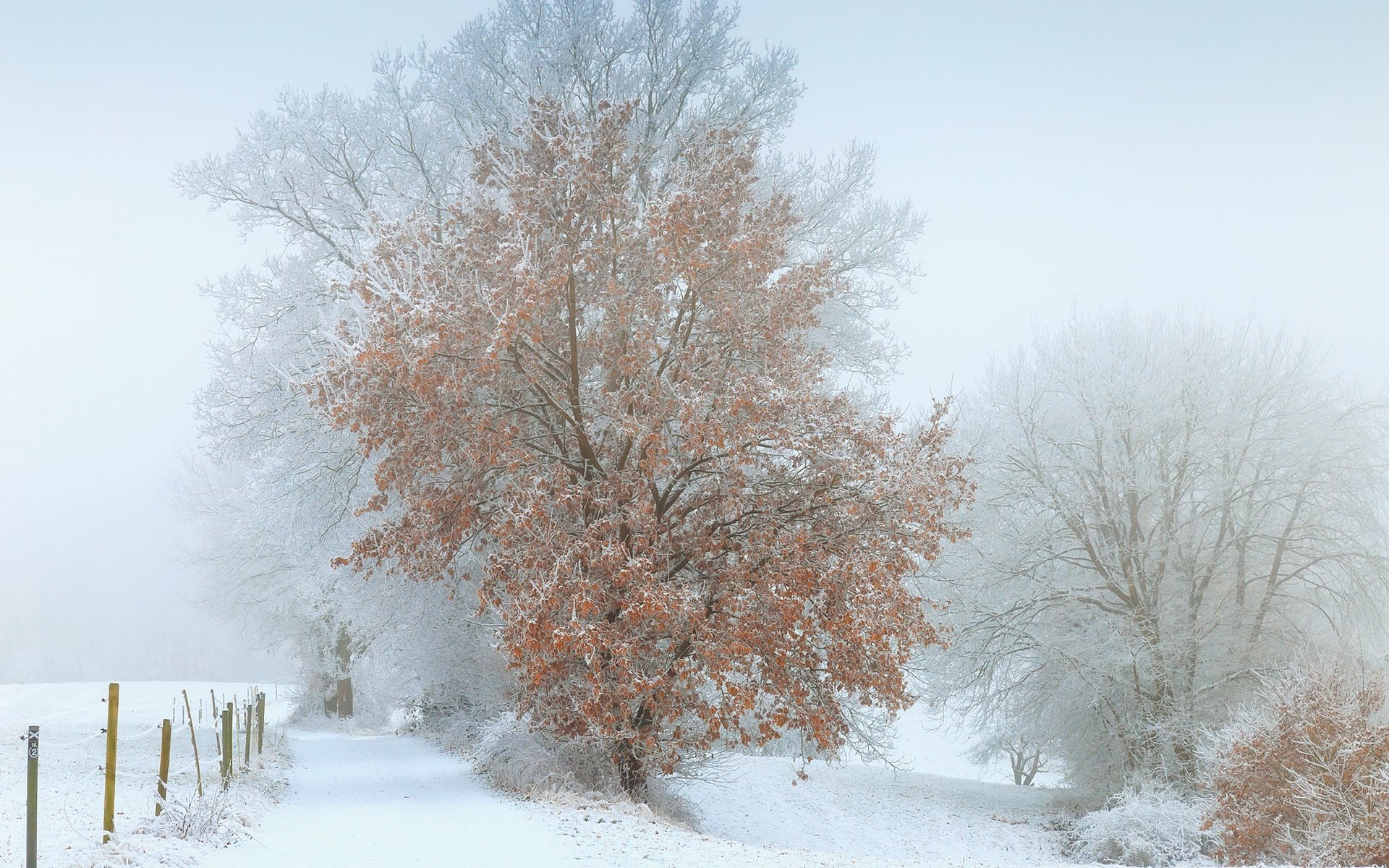 Обои снег, дерево, зима, туман, snow, tree, winter, fog разрешение 1920x1228 Загрузить