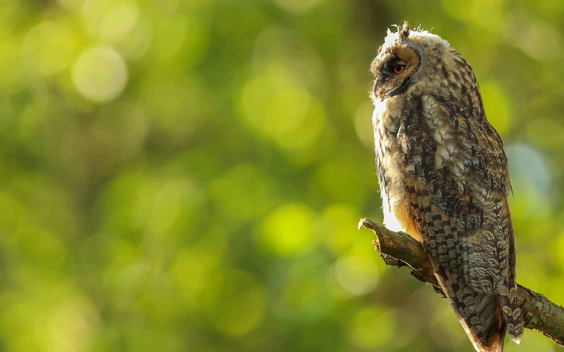 Обои сова, профиль, птица, сук, боке, owl, profile, bird, bitches, bokeh разрешение 5991x4266 Загрузить