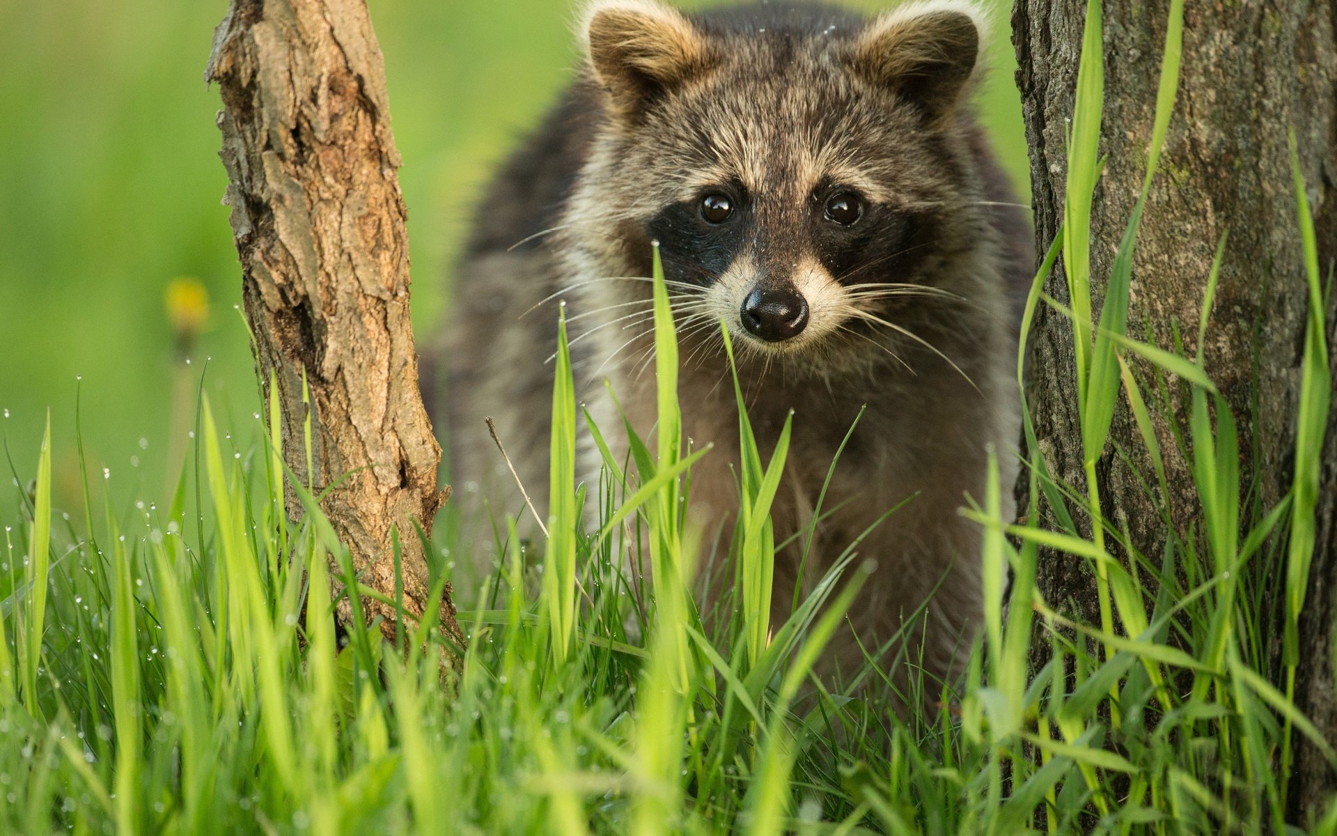 Обои трава, дерево, взгляд, мордашка, енот, grass, tree, look, face, raccoon разрешение 4672x3372 Загрузить