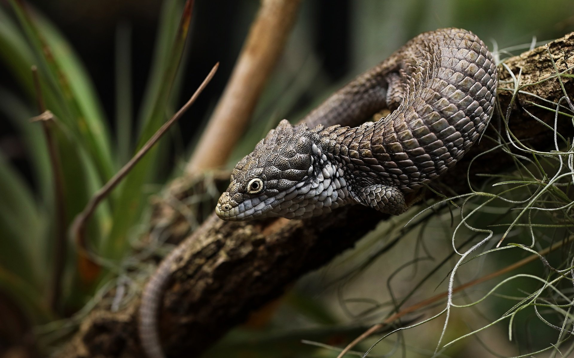 Обои ветка, листья, ящерица, темный фон, боке, branch, leaves, lizard, the dark background, bokeh разрешение 3840x2160 Загрузить