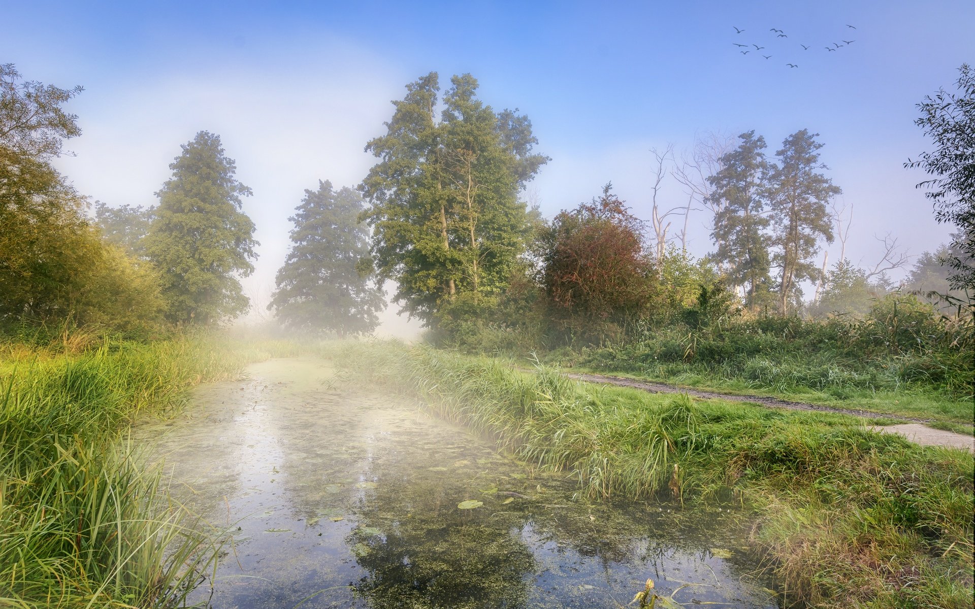 Обои деревья, берег, туман, осень, водоем, пруд, trees, shore, fog, autumn, pond разрешение 6000x4000 Загрузить