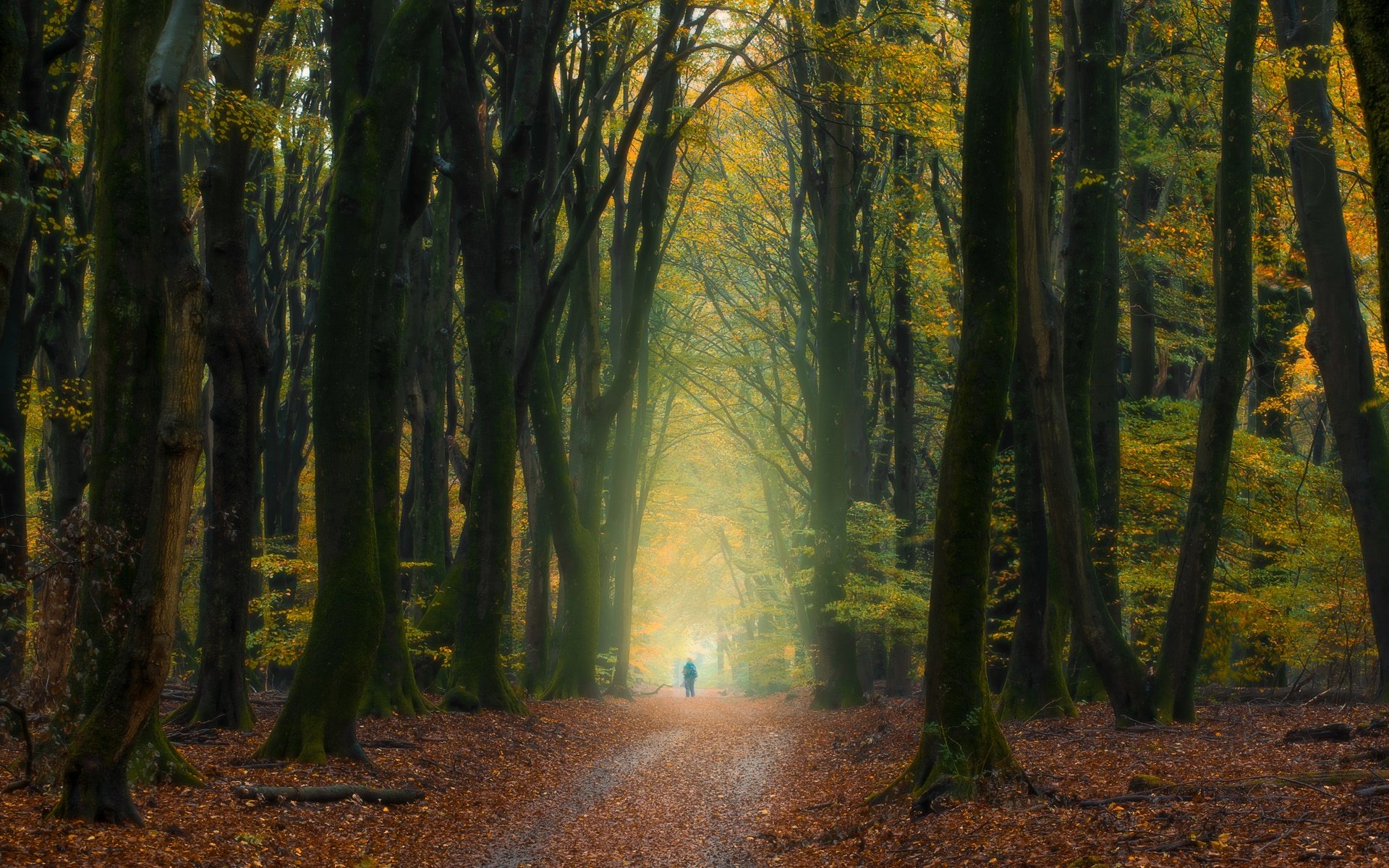 Обои деревья, лес, осень, человек, нидерланды, опавшие листья, trees, forest, autumn, people, netherlands, fallen leaves разрешение 5568x3335 Загрузить