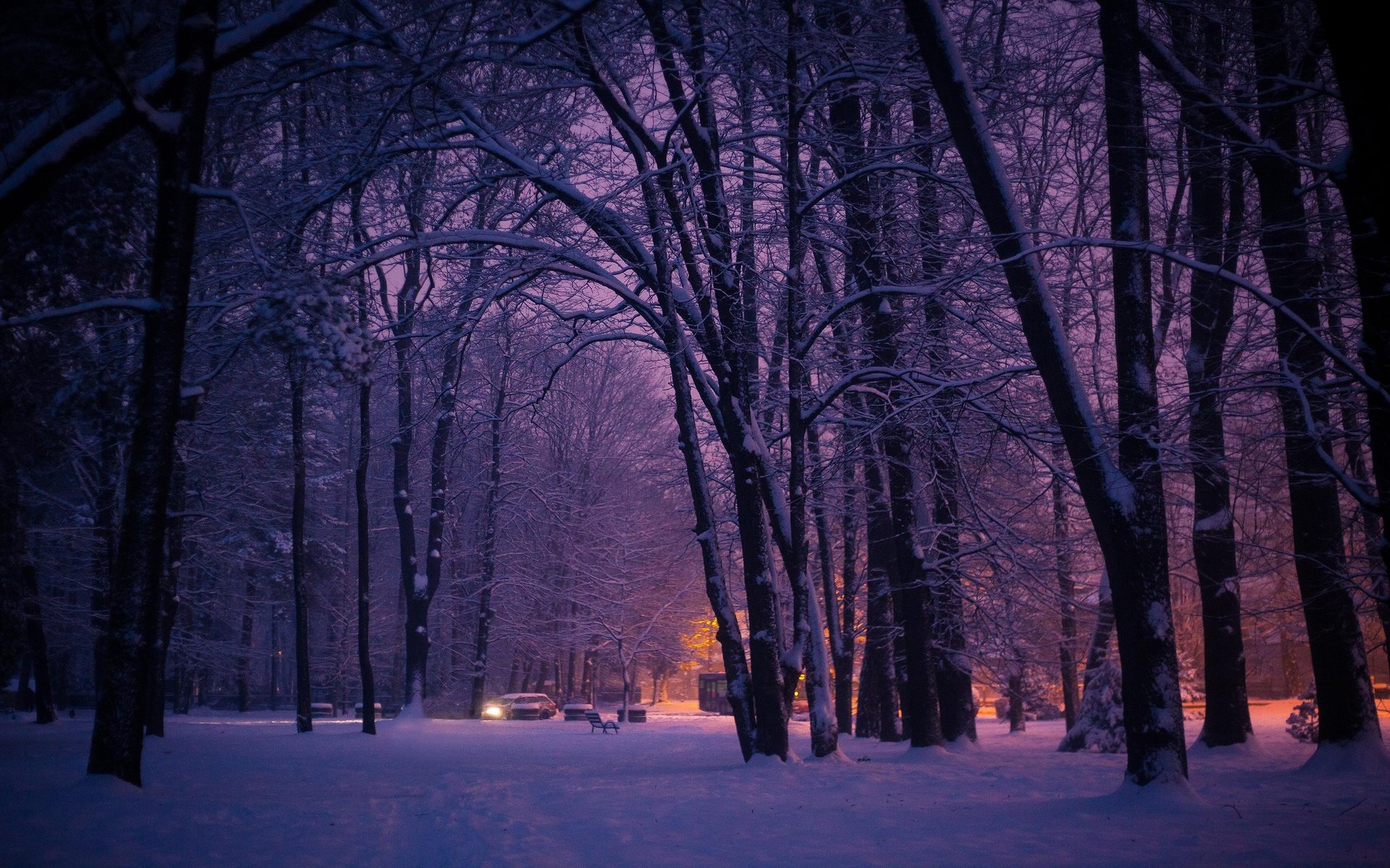 Обои деревья, огни, вечер, лес, парк, город, trees, lights, the evening, forest, park, the city разрешение 3840x2160 Загрузить