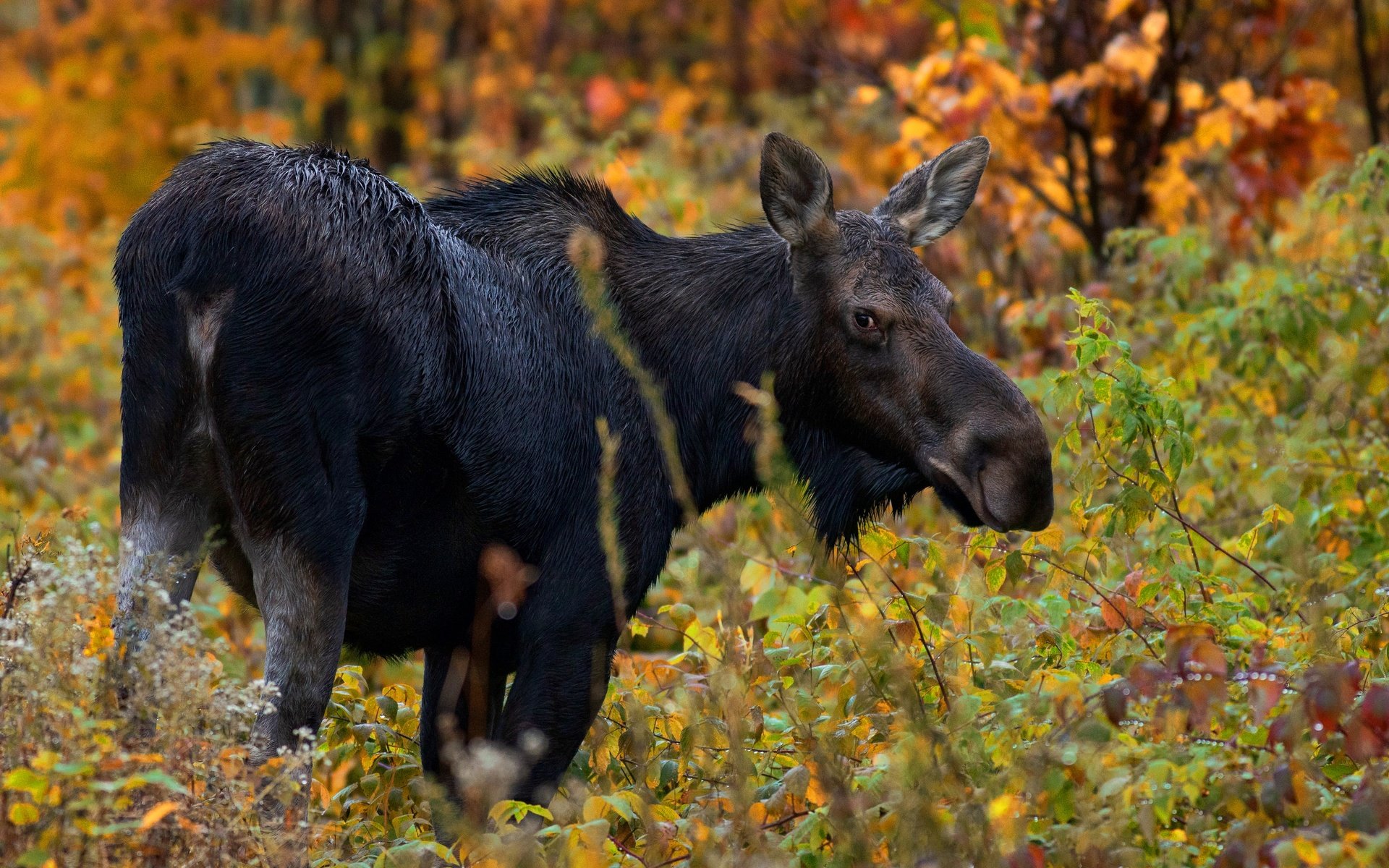 Обои лес, взгляд, осень, лось, forest, look, autumn, moose разрешение 3000x2000 Загрузить