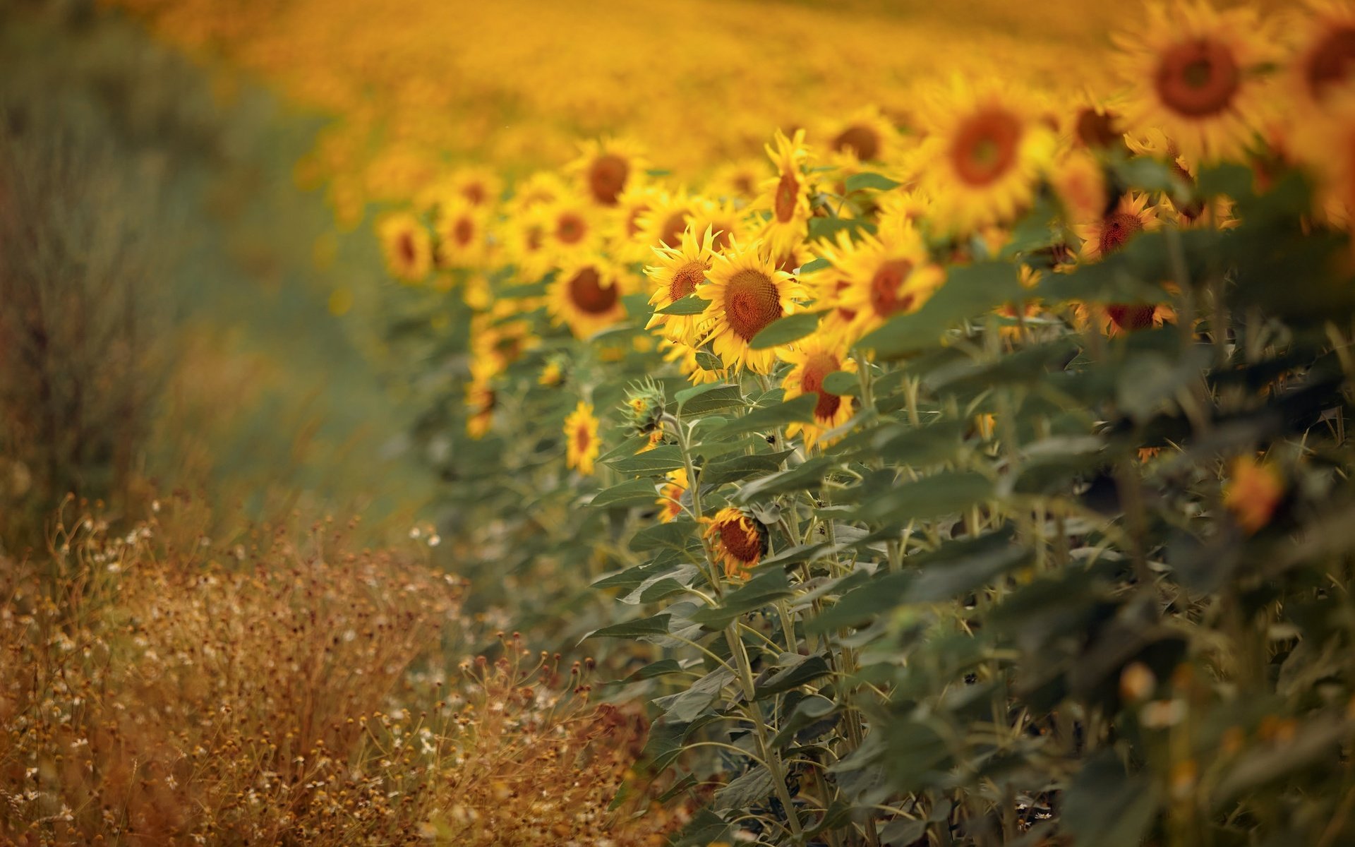 Обои природа, подсолнухи, nature, sunflowers разрешение 2048x1291 Загрузить