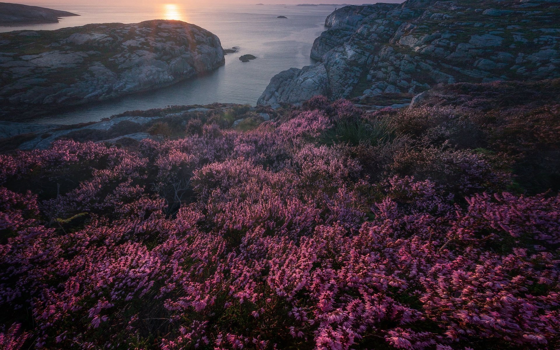 Обои скалы, закат, море, побережье, норвегия, вереск, rocks, sunset, sea, coast, norway, heather разрешение 3000x2996 Загрузить