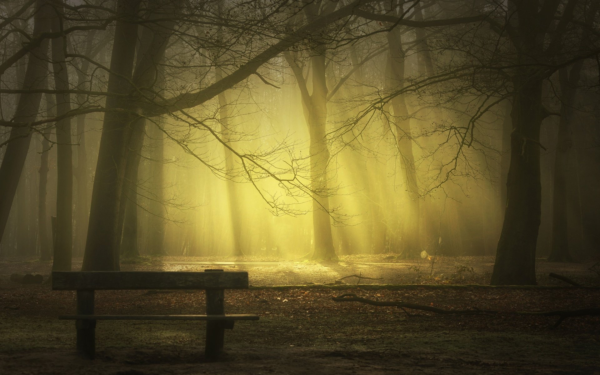 Обои деревья, лучи, парк, туман, стволы, скамейка, saskia dingemans, trees, rays, park, fog, trunks, bench разрешение 2499x1406 Загрузить