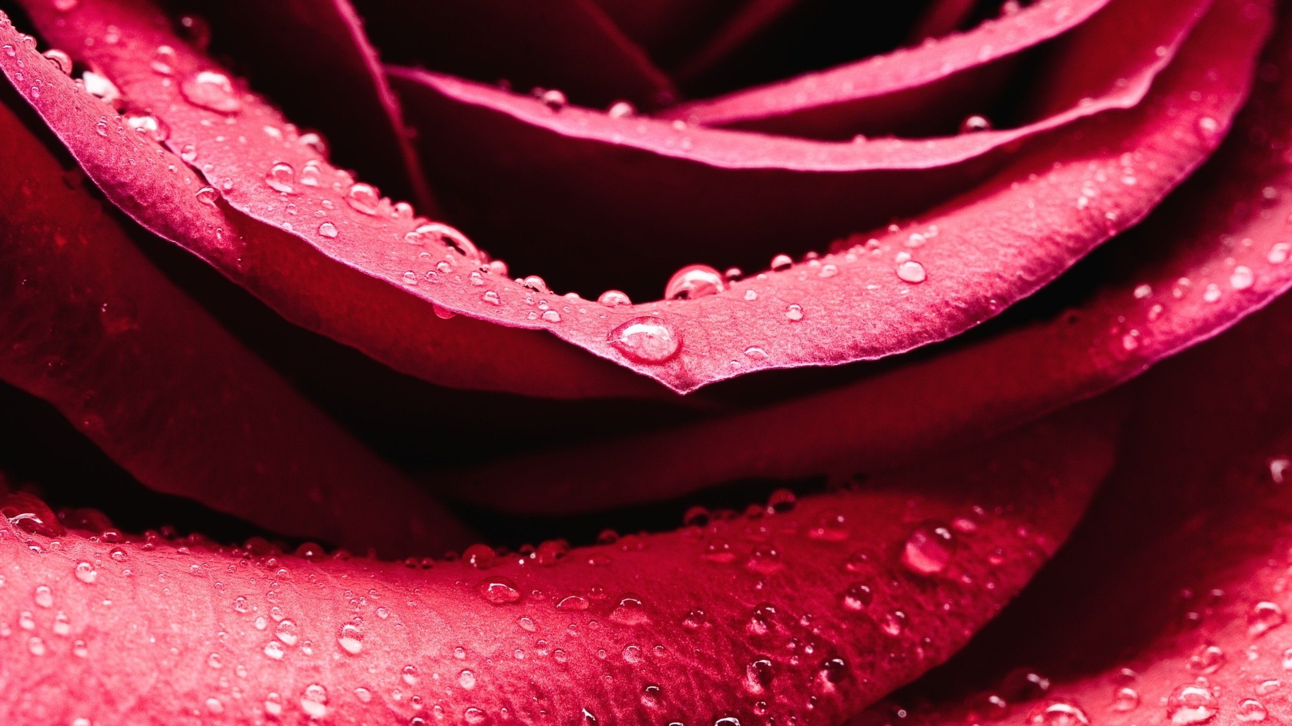 Обои роса, капли, роза, лепестки, rosa, drops, rose, petals разрешение 2560x1600 Загрузить