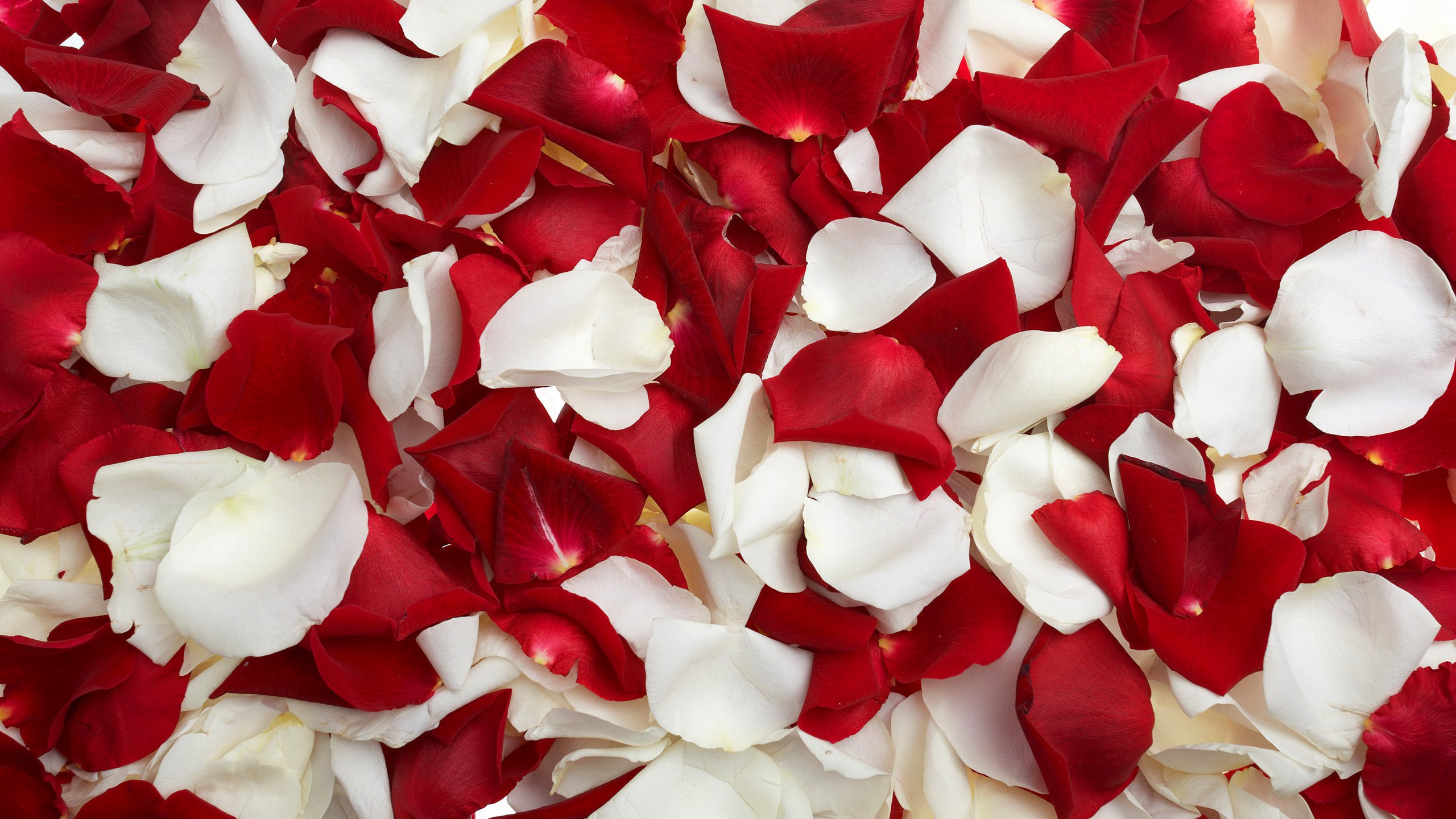 Обои роза, лепестки, красные, белые, rose, petals, red, white разрешение 3040x1900 Загрузить