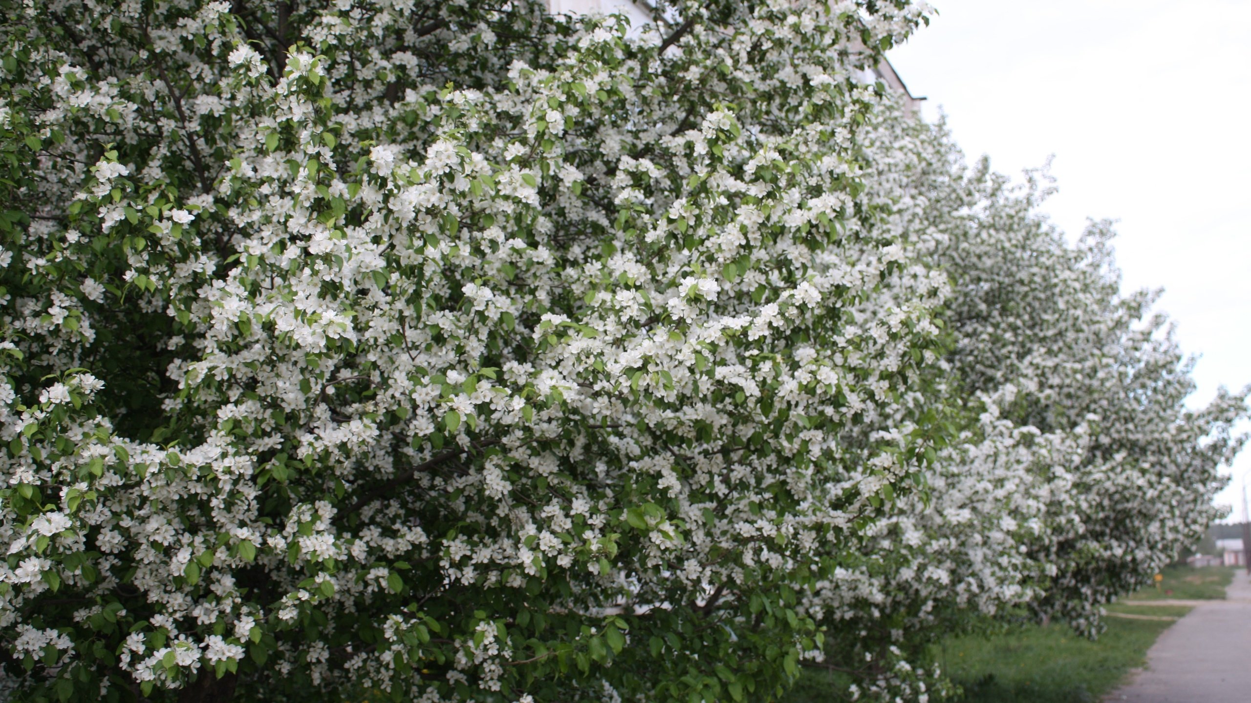 Обои цветы, цветение, белый, весна, яблоня, flowers, flowering, white, spring, apple разрешение 4098x2732 Загрузить