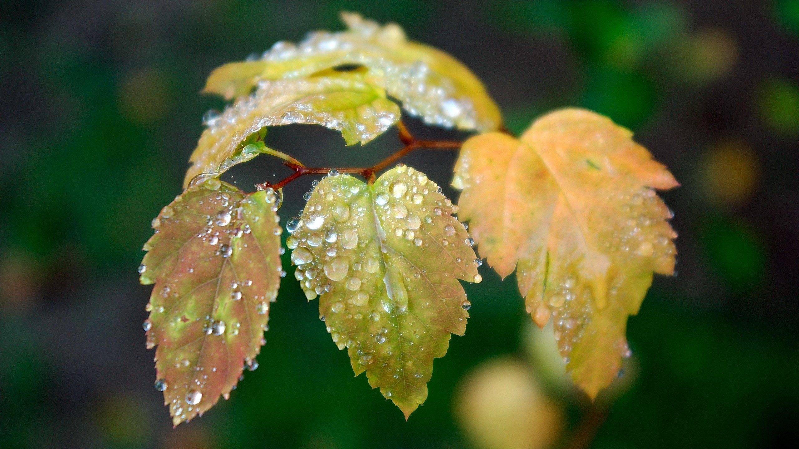 Обои ветка, листья, зелёный, капли, осень, капли воды, branch, leaves, green, drops, autumn, water drops разрешение 2560x1600 Загрузить