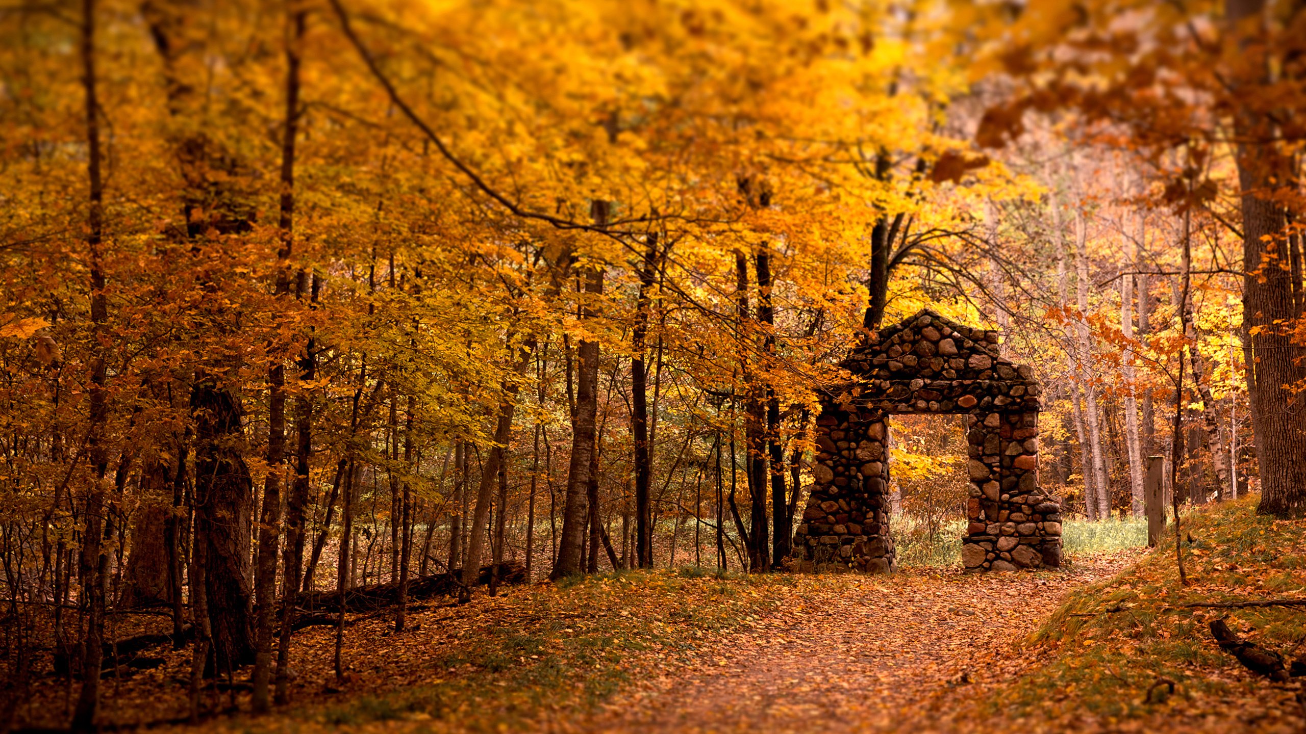 Обои деревья, лес, листья, осень, арка, trees, forest, leaves, autumn, arch разрешение 2560x1600 Загрузить