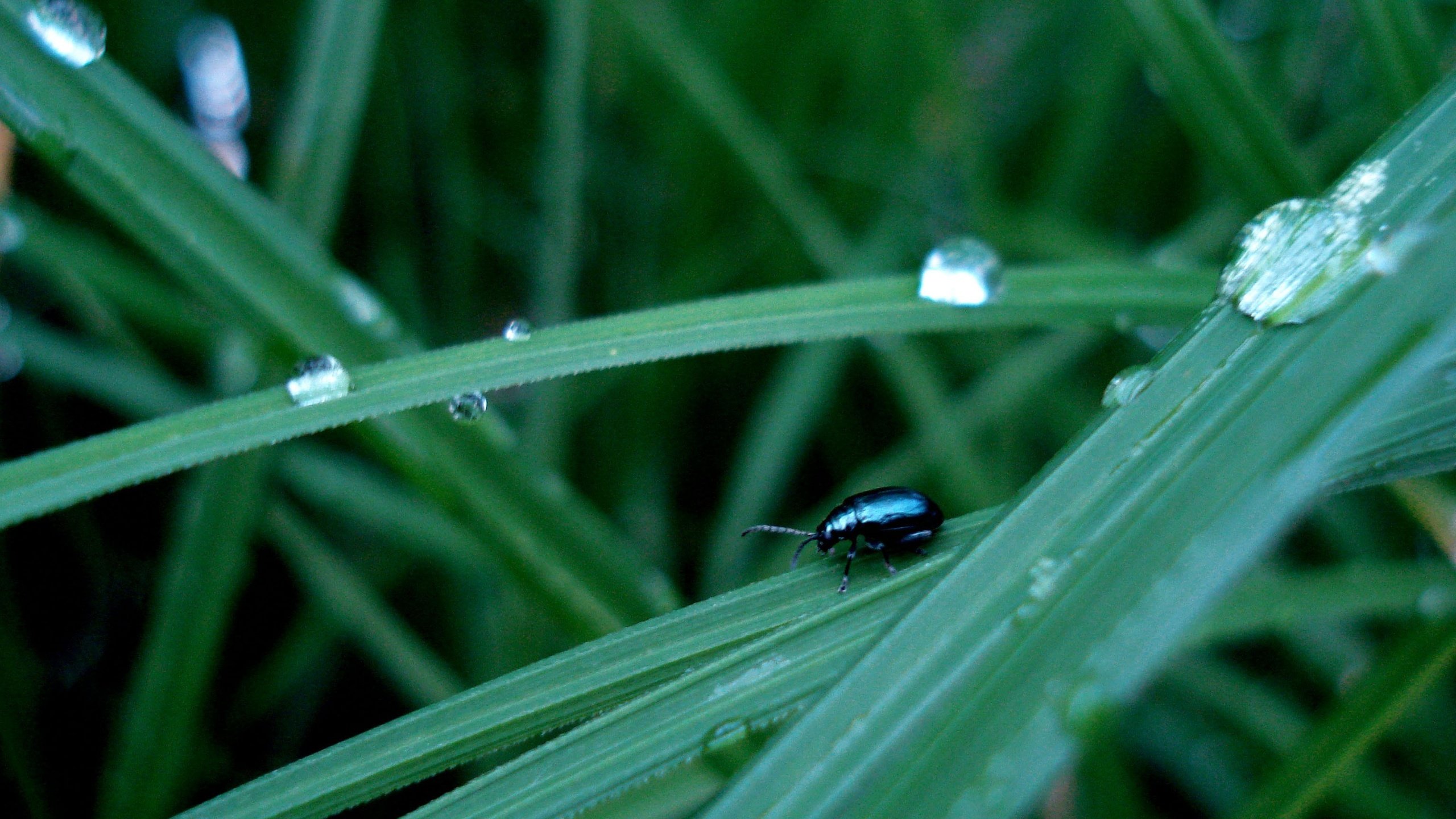 Обои трава, жук, капли, grass, beetle, drops разрешение 3072x2304 Загрузить
