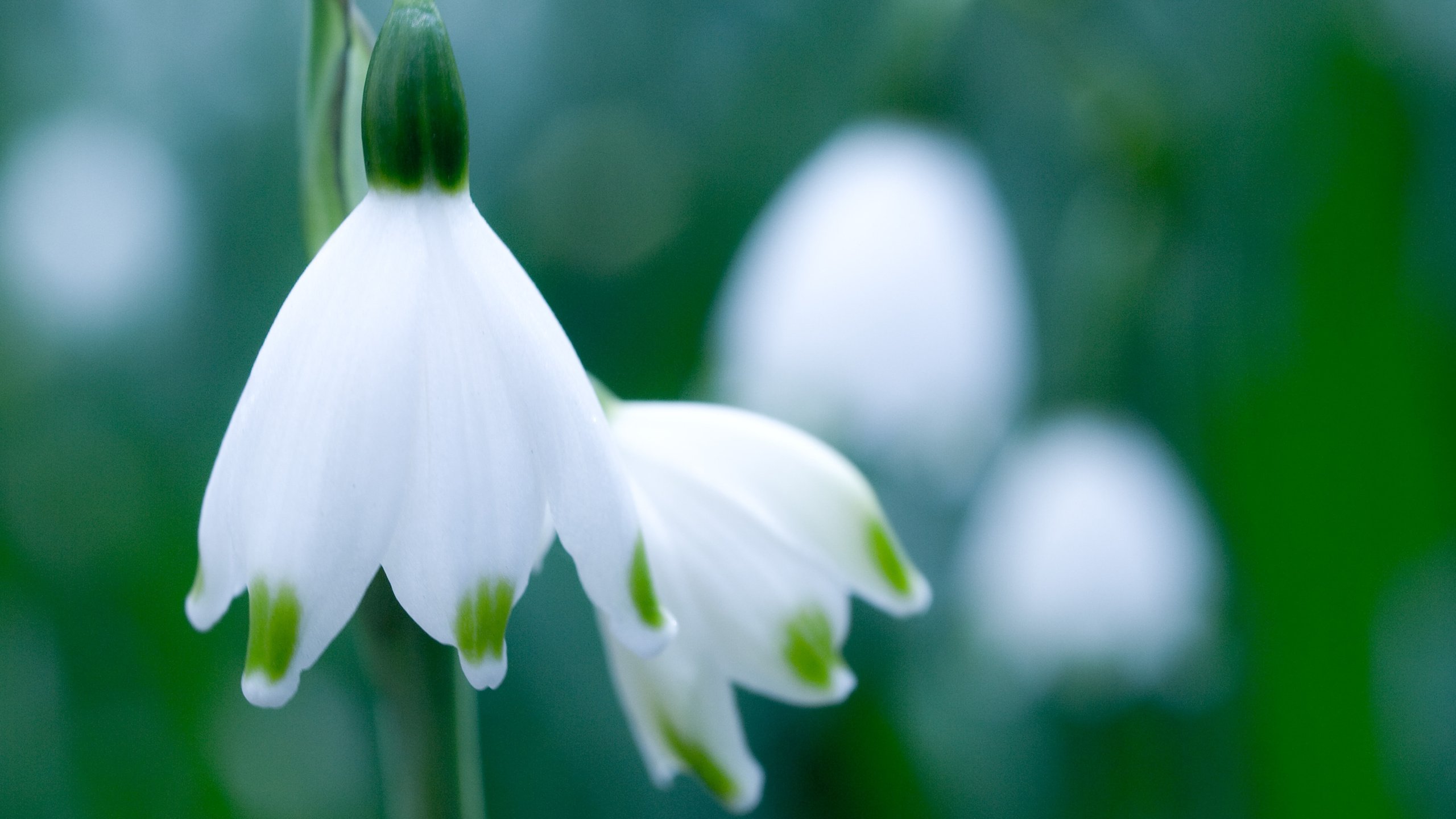 Обои зелень, макро, цветок, белый, весна, подснежник, белоцветник, greens, macro, flower, white, spring, snowdrop, snowflake разрешение 3648x2736 Загрузить