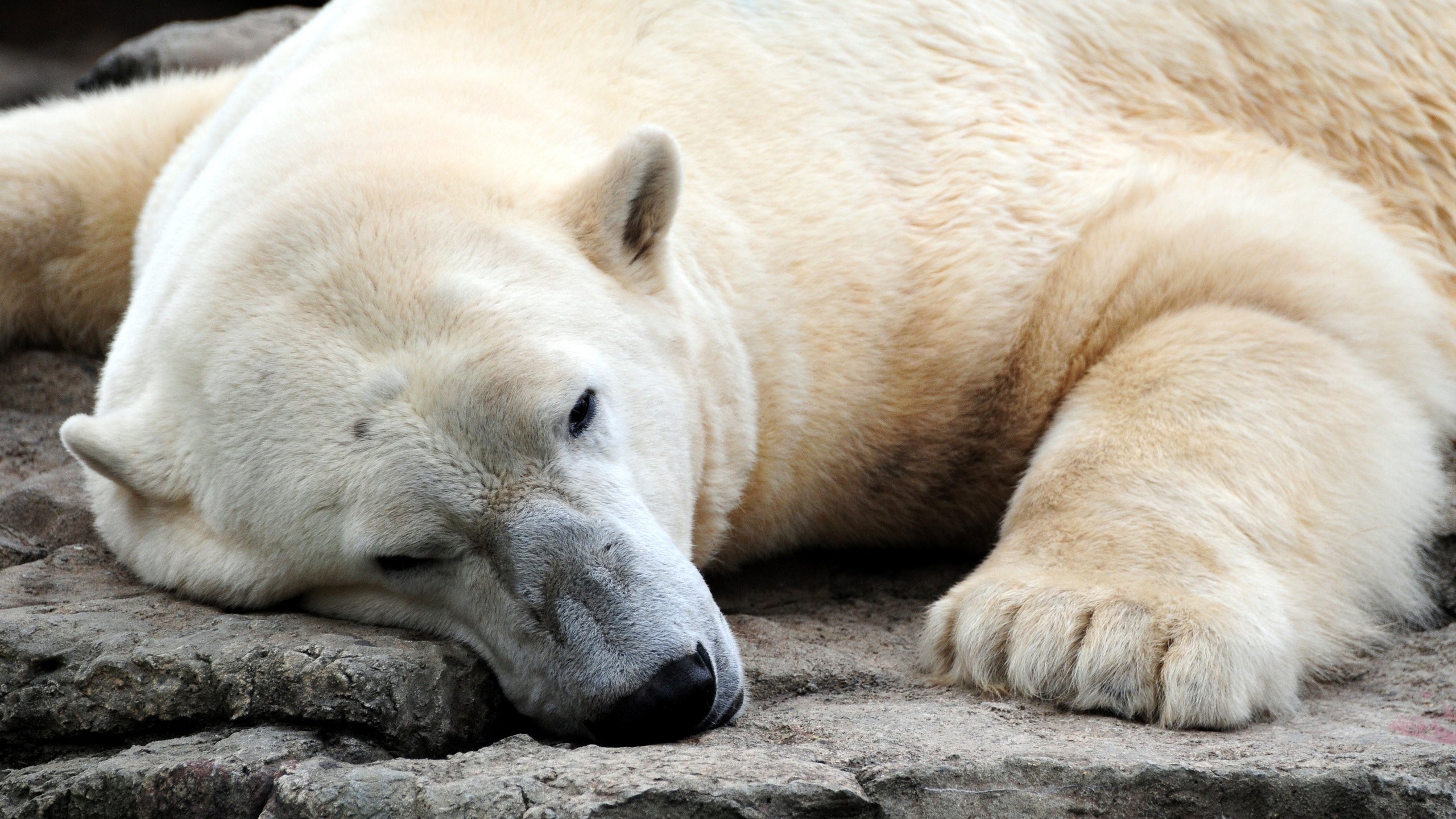 Обои медведь, белый медведь, bear, polar bear разрешение 2560x1600 Загрузить