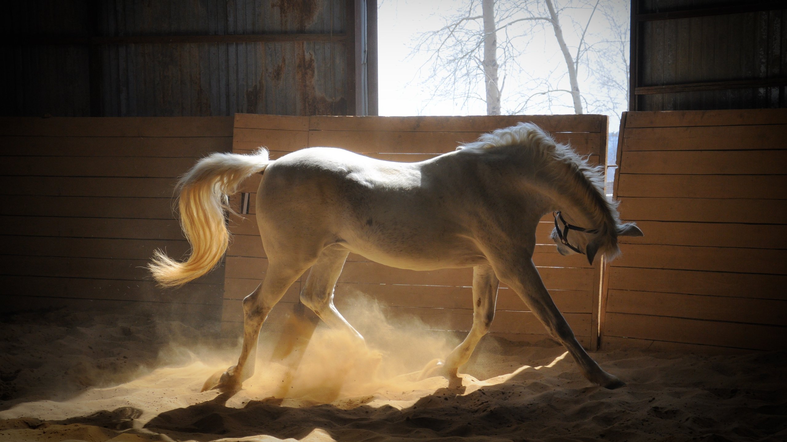 Обои лошадь, песок, лучи солнца, белая, загон, horse, sand, the rays of the sun, white, corral разрешение 4288x2848 Загрузить