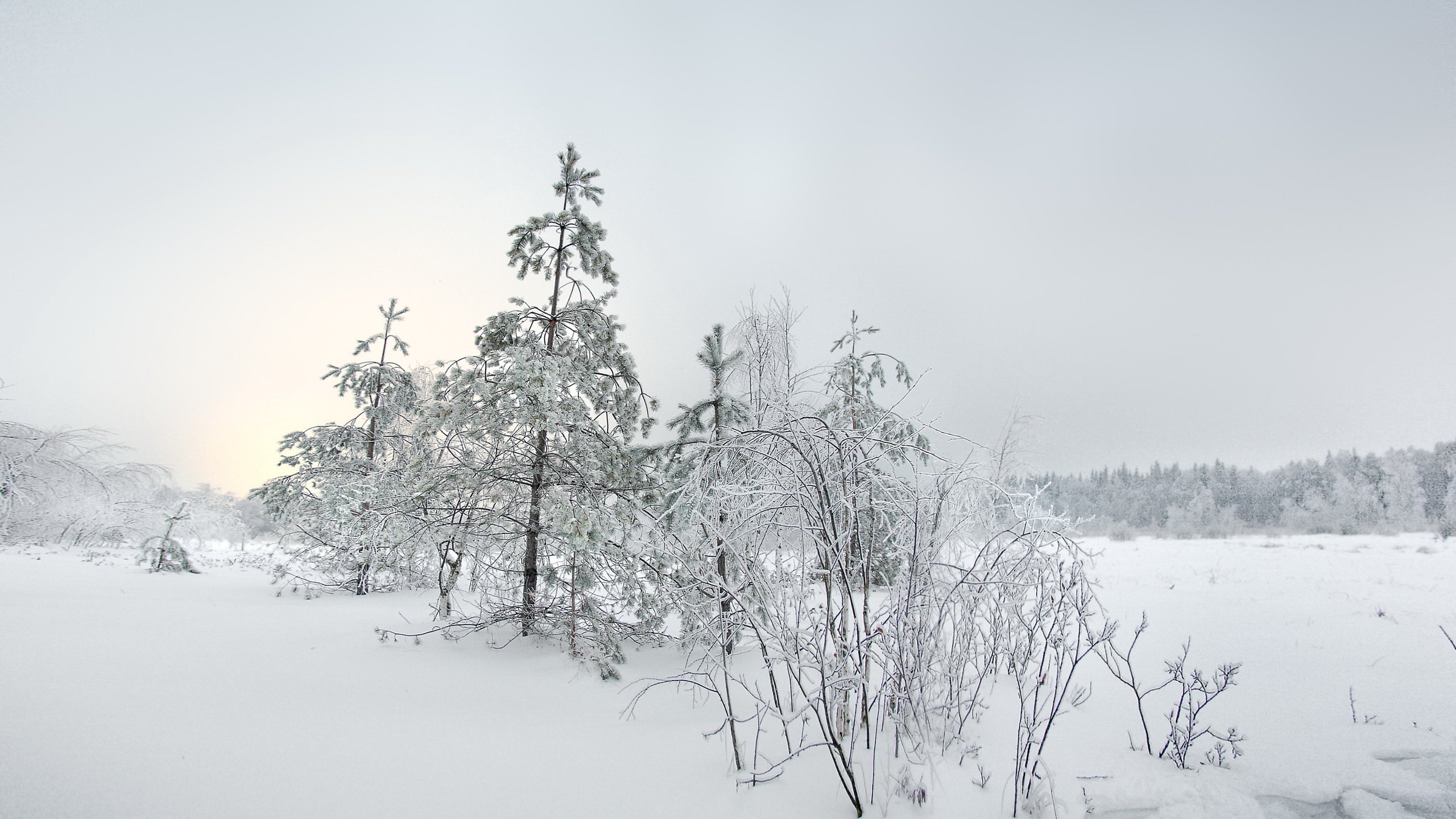 Обои снег, елка, зима, пейзаж, snow, tree, winter, landscape разрешение 2980x1975 Загрузить