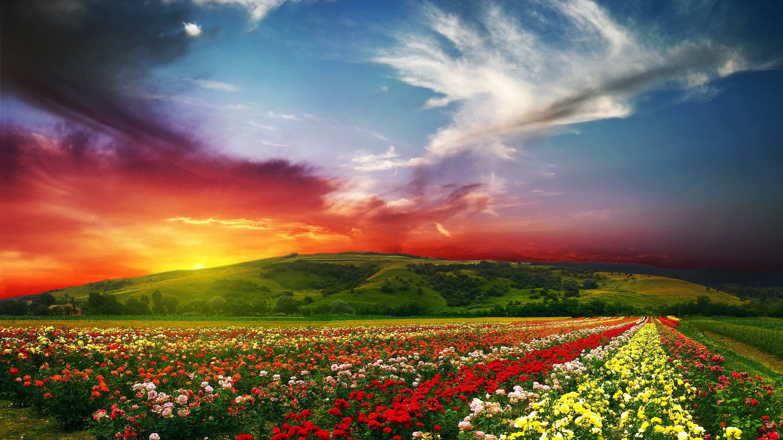 Обои небо, цветы, облака, закат, пейзаж, поле, the sky, flowers, clouds, sunset, landscape, field разрешение 4000x2779 Загрузить