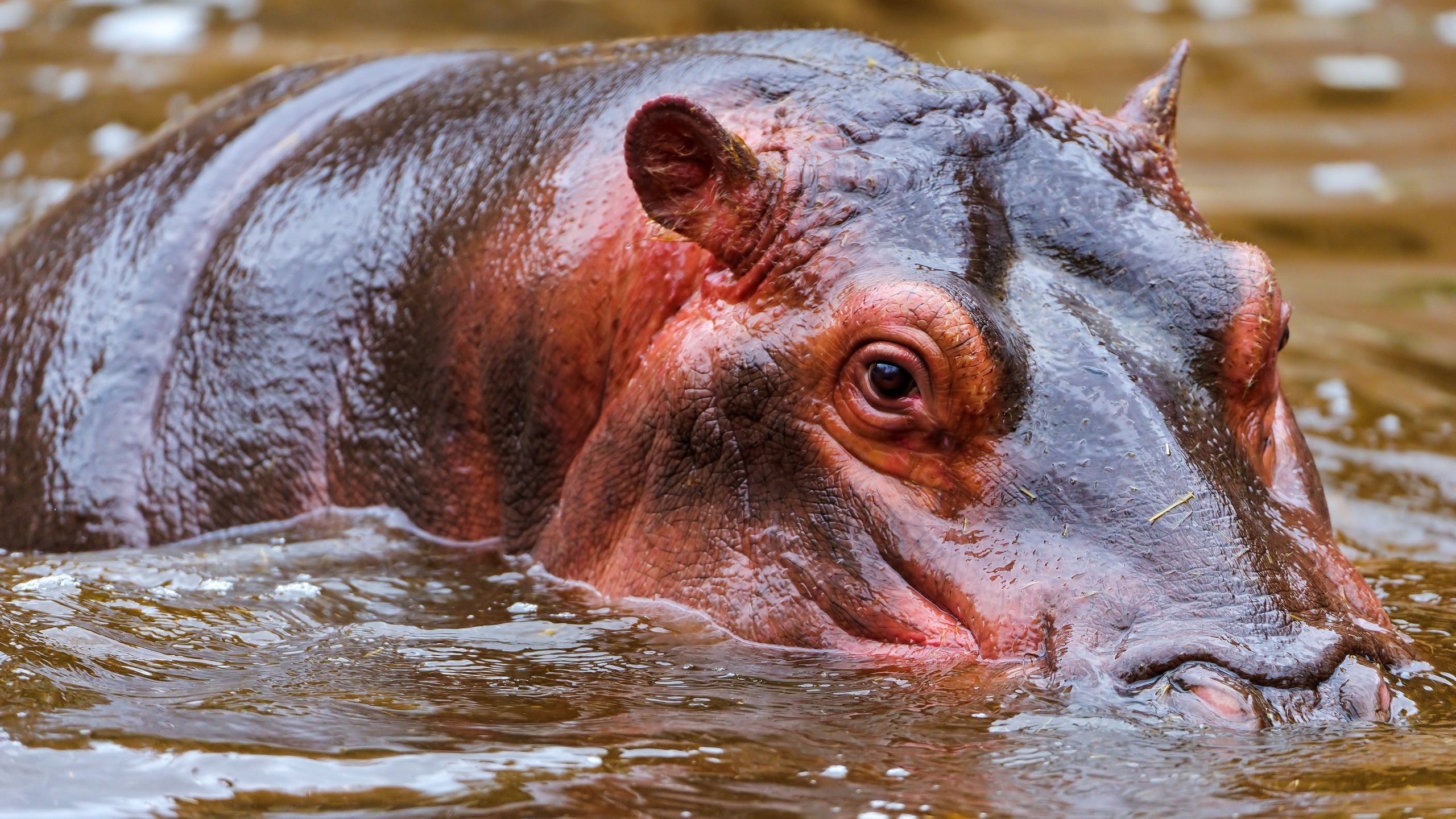 Обои морда, вода, бегемот, face, water, hippo разрешение 4256x2832 Загрузить