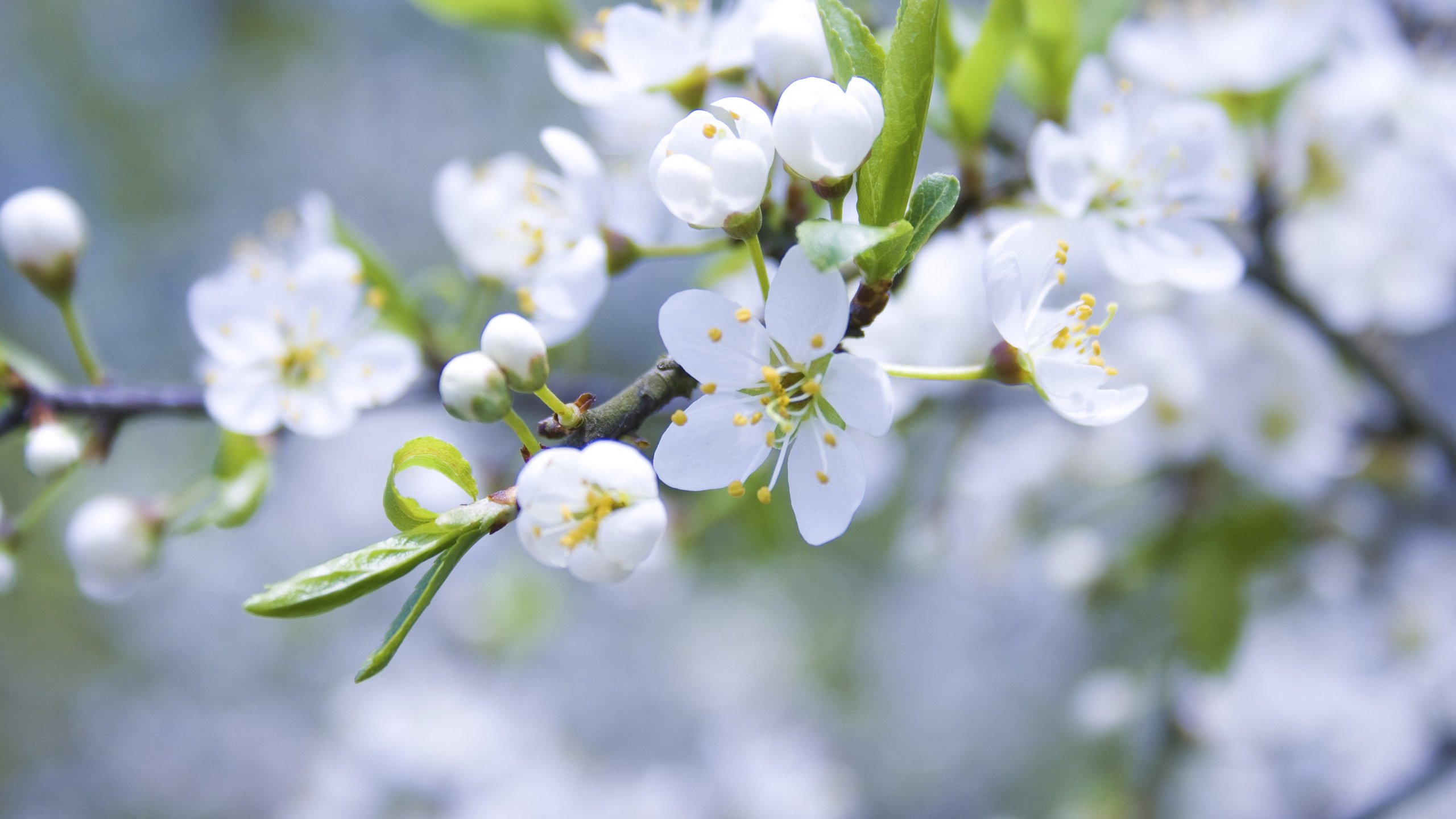 Обои цветение, ветки, весна, яблоня, cvety, belye, yablonya, cvetenie, butony, vetk, леспестки, flowering, branches, spring, apple, lepestki разрешение 3888x2592 Загрузить