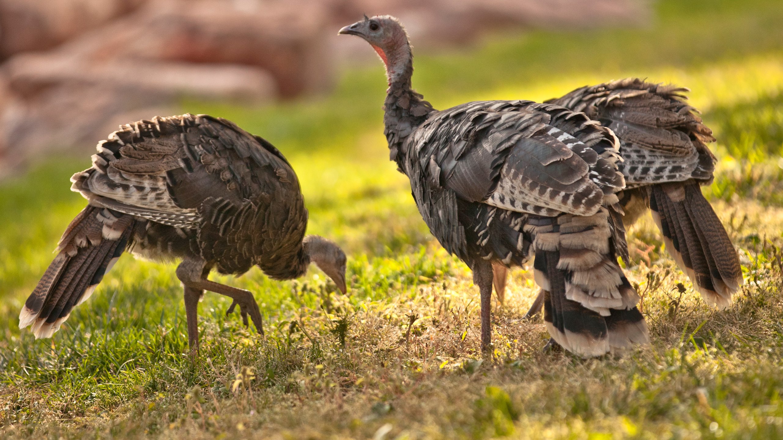 Обои трава, природа, птицы, клюв, перья, дрофа, grass, nature, birds, beak, feathers, bustard разрешение 2880x1800 Загрузить