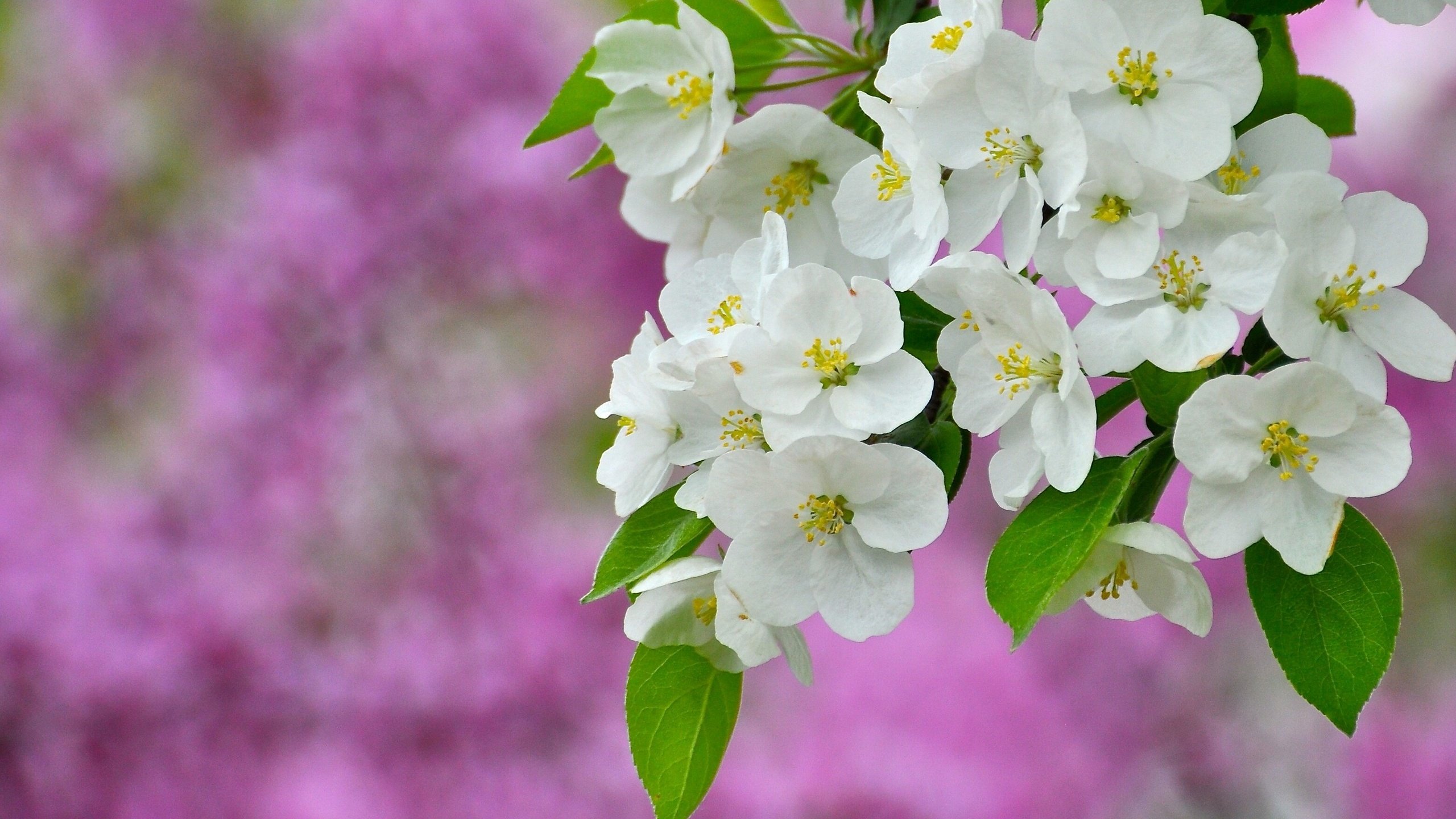 Обои цветы, ветка, природа, цветение, фон, весна, flowers, branch, nature, flowering, background, spring разрешение 2560x1736 Загрузить