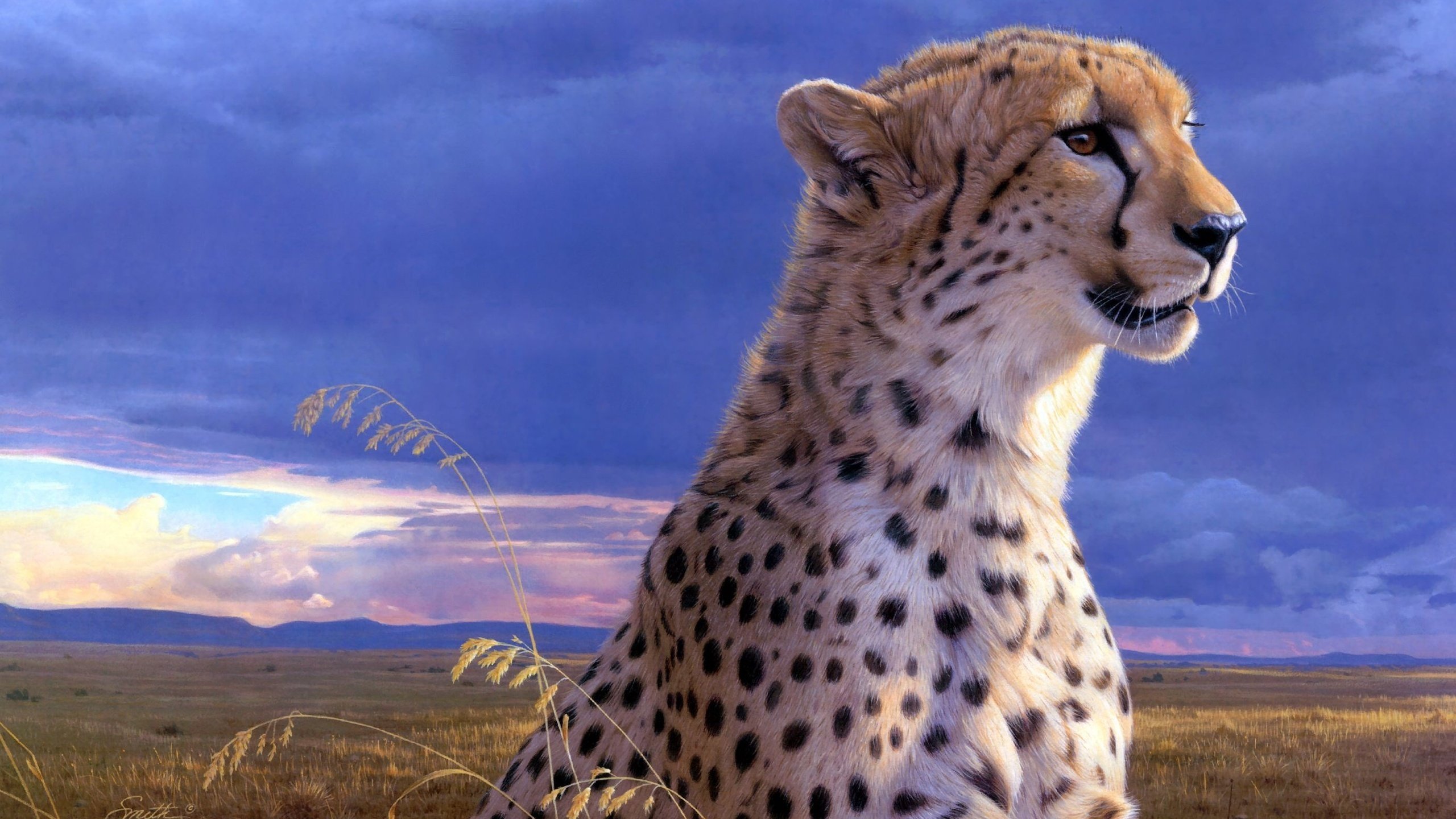 Обои гепард, daniel smith, cheetah разрешение 2560x1600 Загрузить