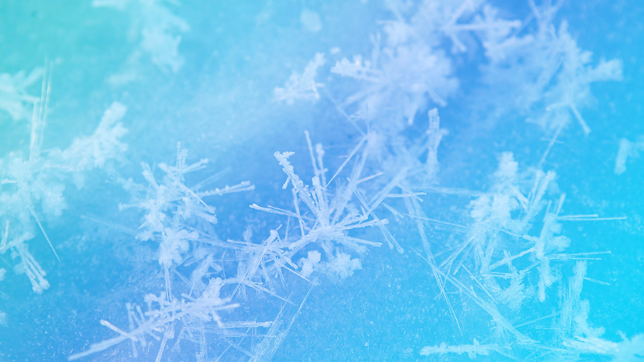 Обои снежинки, зимний узор, голубая текстура, snowflakes, winter pattern, blue texture разрешение 2560x1600 Загрузить