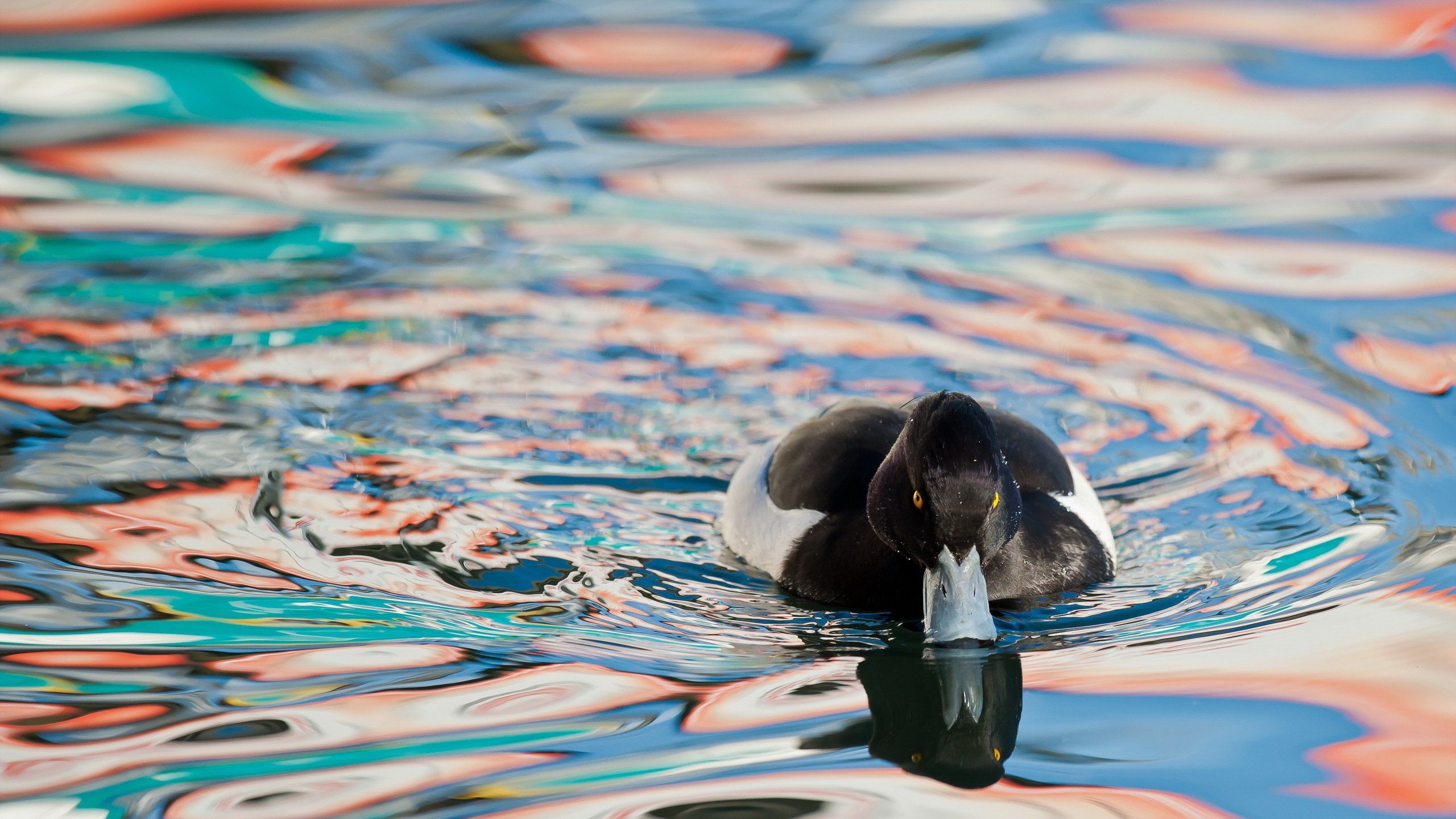 Обои вода, природа, птица, утка, water, nature, bird, duck разрешение 2560x1600 Загрузить