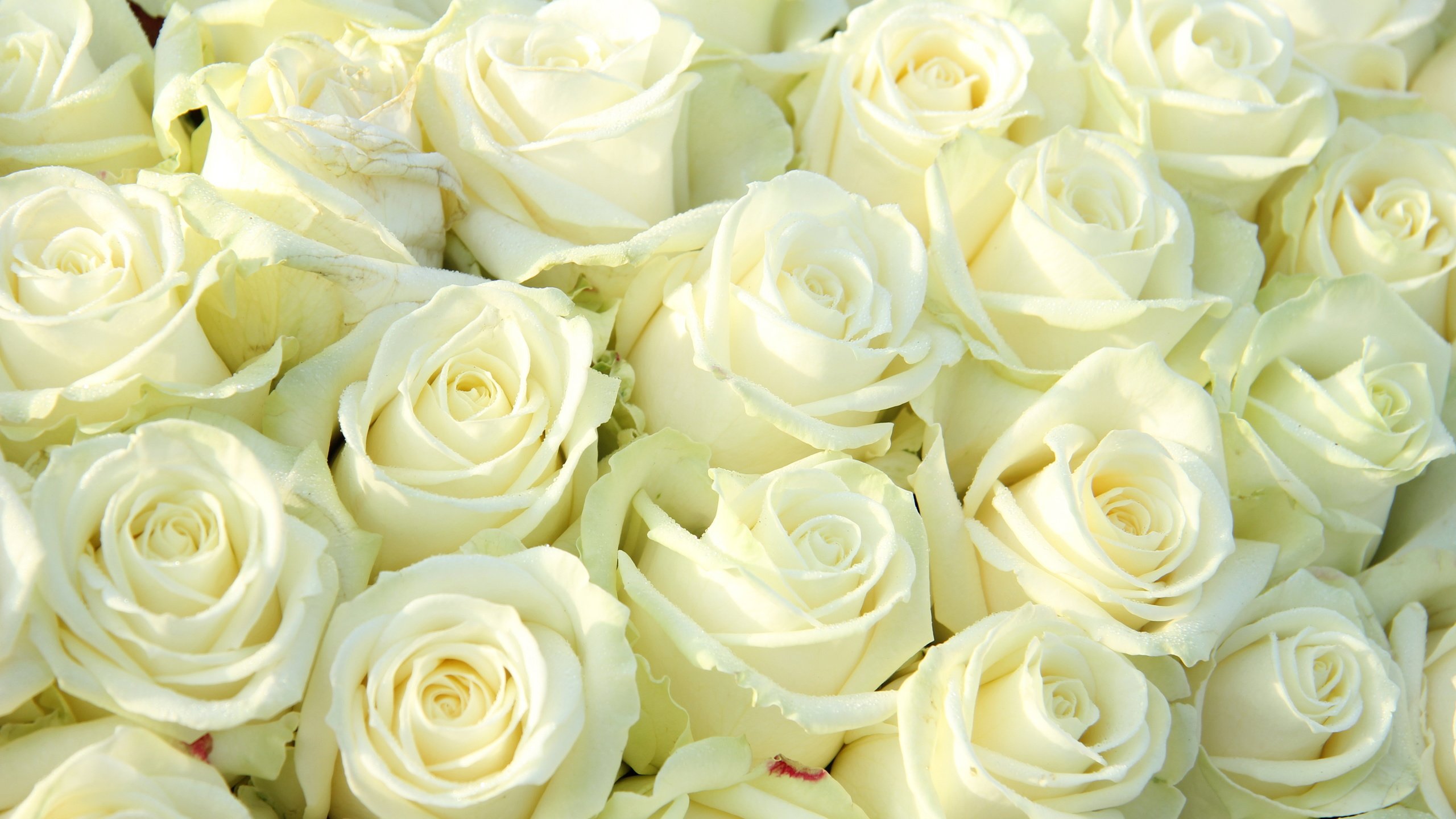 фото цветов белые розы красивые