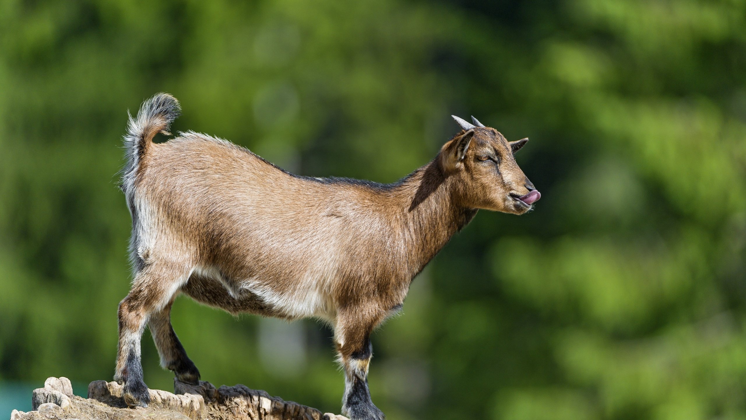 Обои профиль, коза, рога, язык, ©tambako the jaguar, парнокопытные, profile, goat, horns, language, artiodactyls разрешение 2880x1772 Загрузить