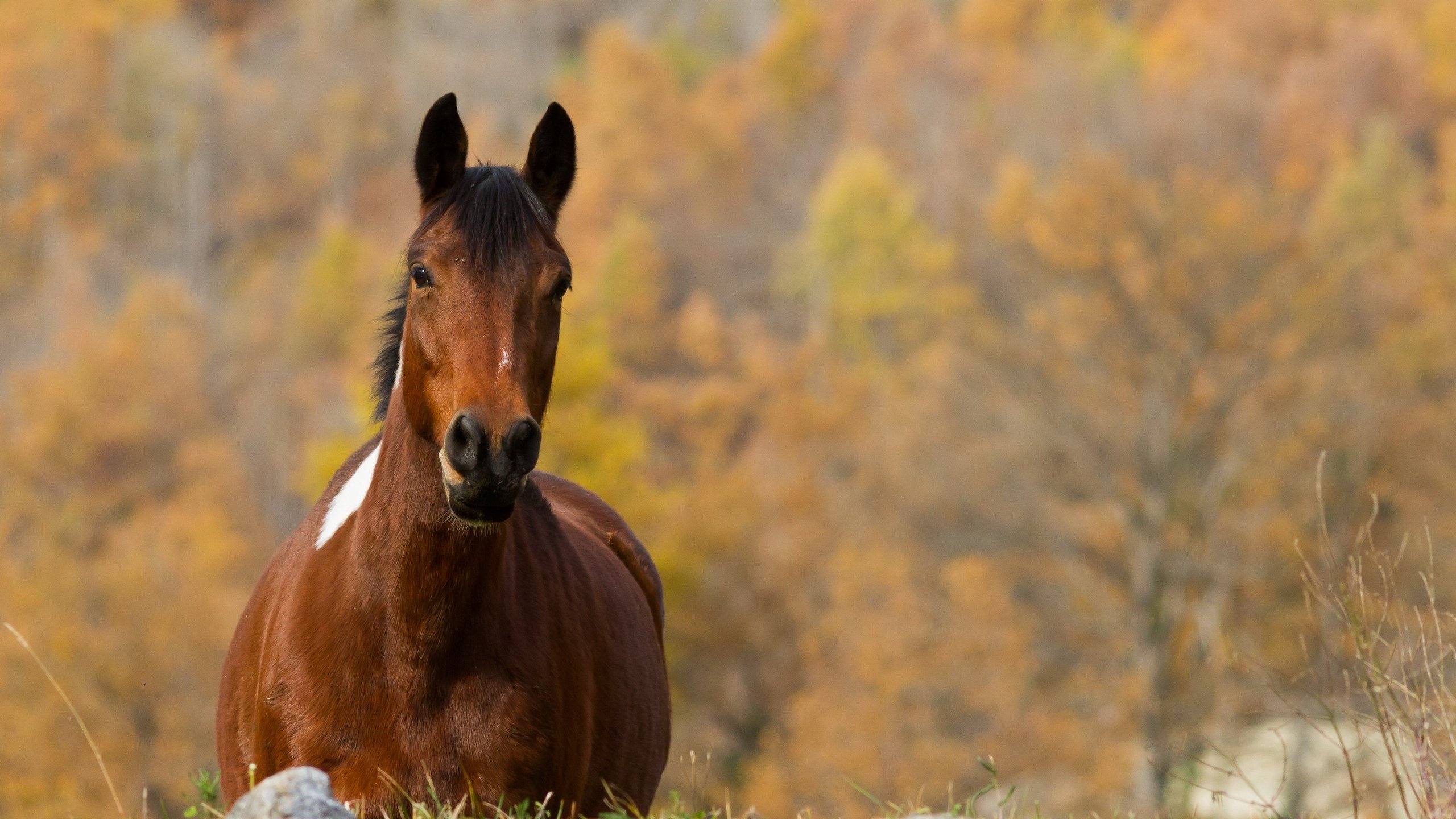 Обои лошадь, природа, осень, конь, horse, nature, autumn разрешение 3000x2000 Загрузить