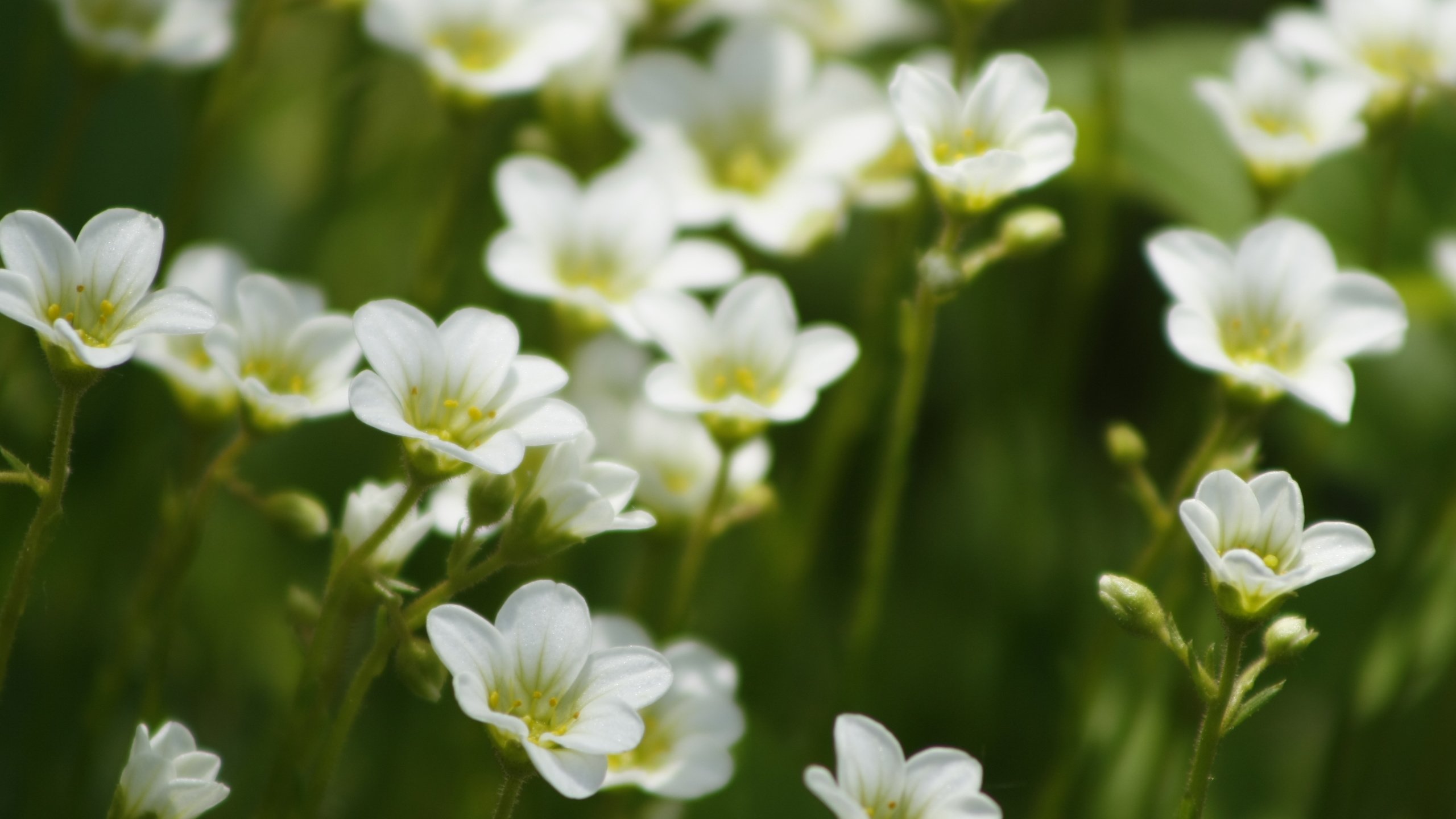 Обои цветы, лето, белые, flowers, summer, white разрешение 3888x2592 Загрузить