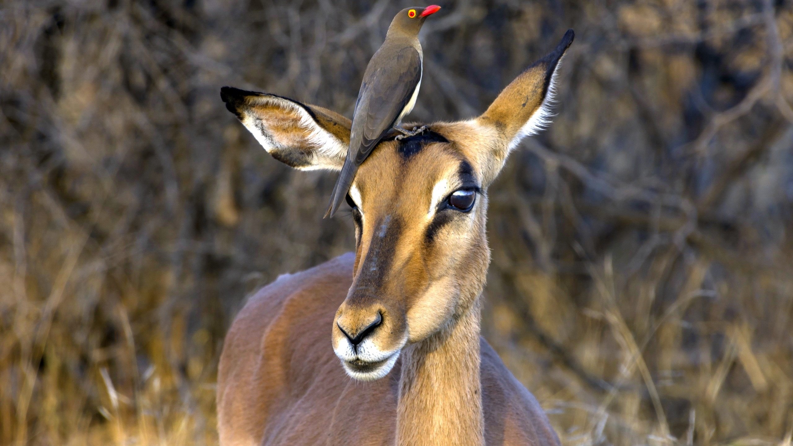 Обои юар, антилопа, национальный парк крюгера, импала, red-billed oxpecker, чёрнопятая антилопа, south africa, antelope, kruger national park, impala разрешение 2560x1600 Загрузить