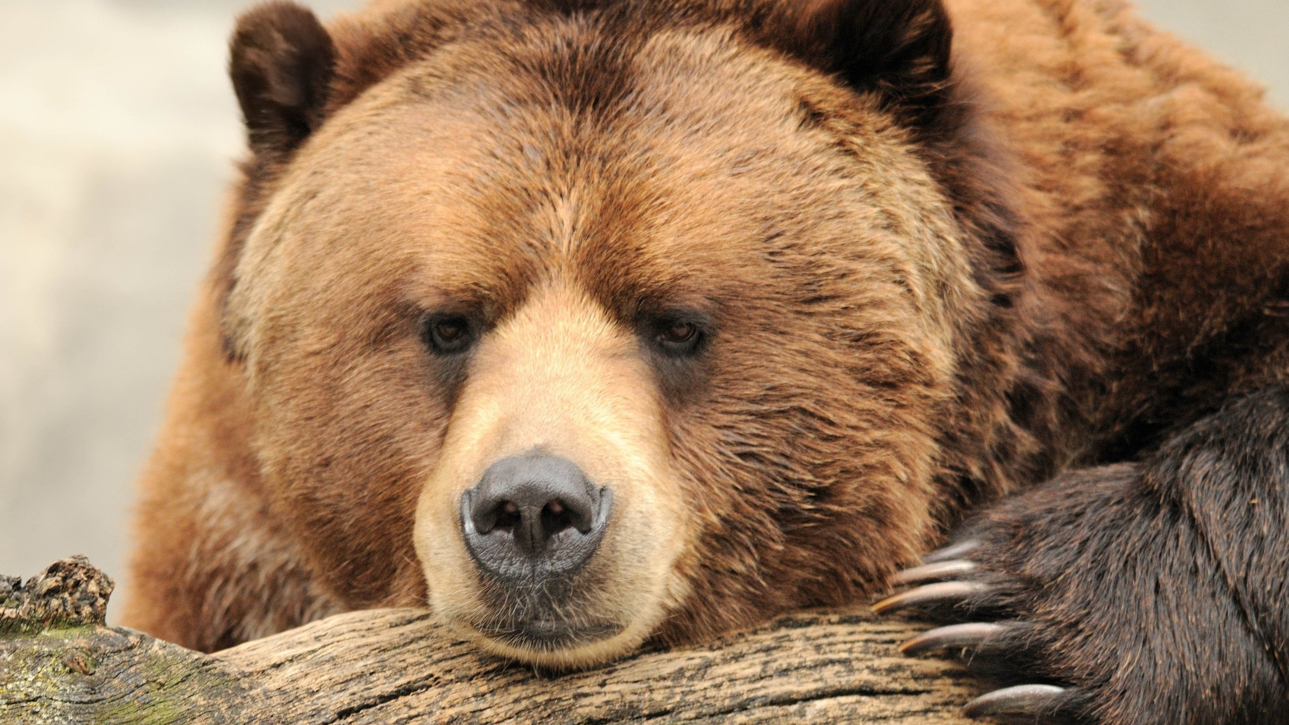 Медведь Википедия Фото