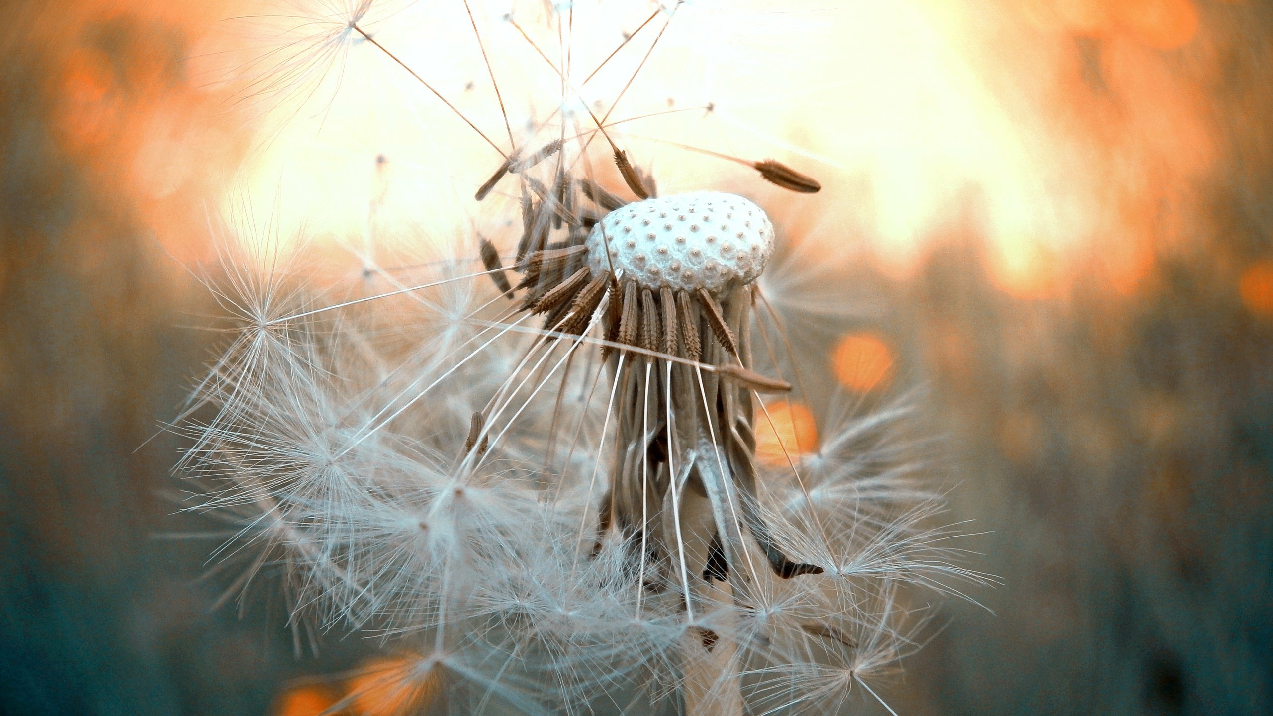 Обои цветок, одуванчик, стебель, боке, flower, dandelion, stem, bokeh разрешение 4288x3216 Загрузить