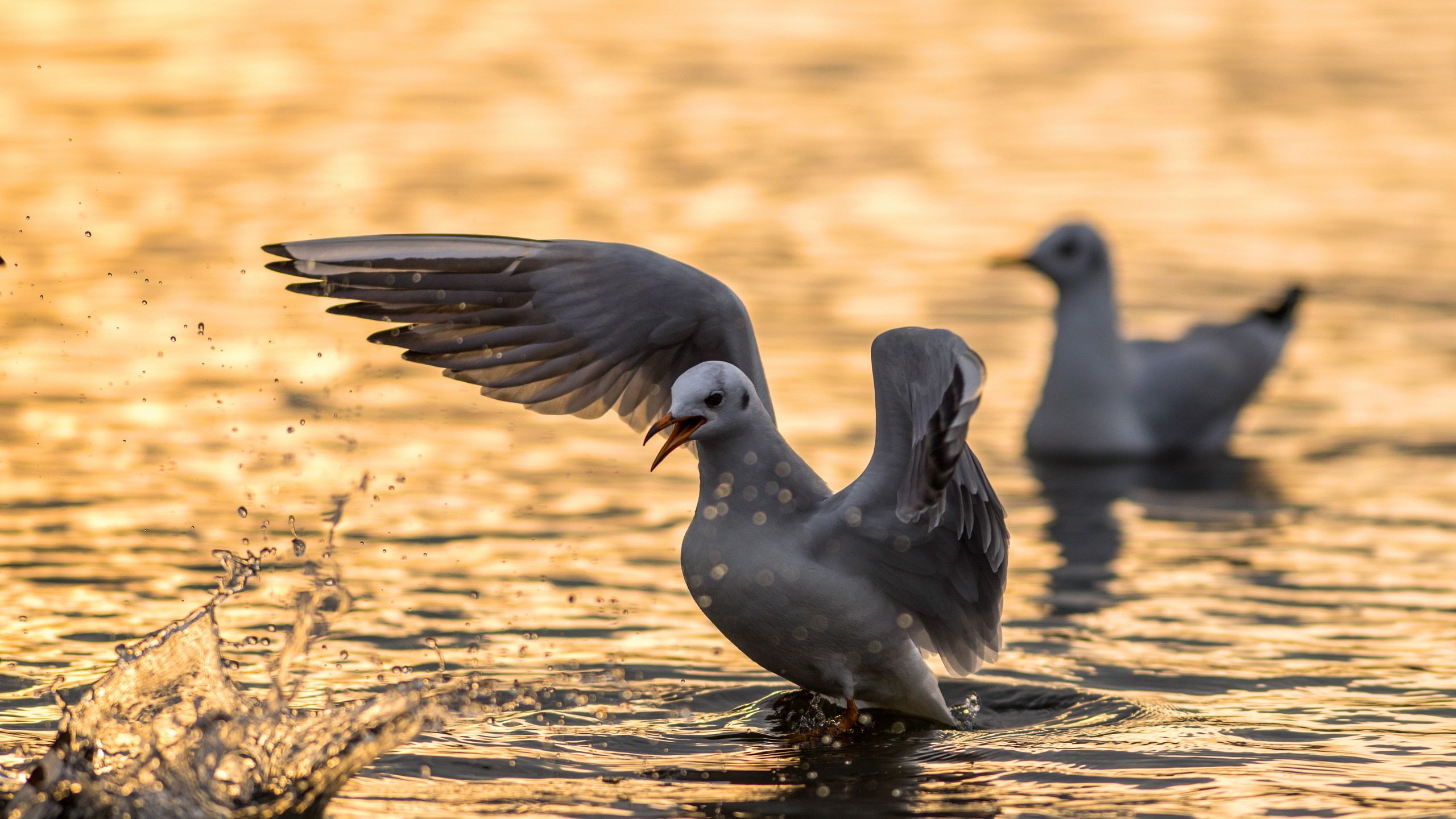 Обои вода, angry bird, природа, крылья, чайка, птицы, клюв, перья, чайки, water, nature, wings, seagull, birds, beak, feathers, seagulls разрешение 2560x1600 Загрузить