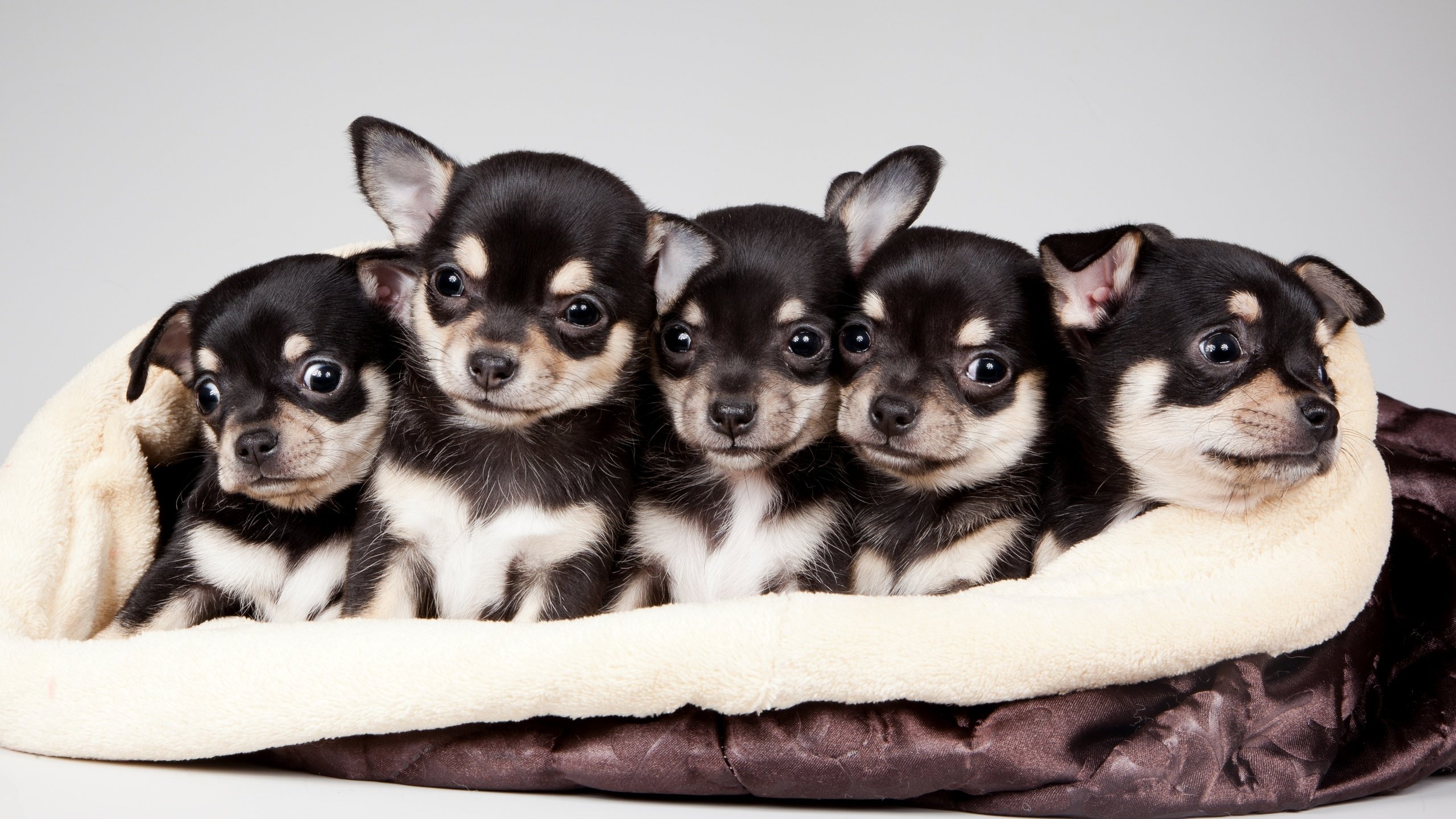 Обои щенки, милые, квинтет, puppies, cute, quintet разрешение 3400x2120 Загрузить