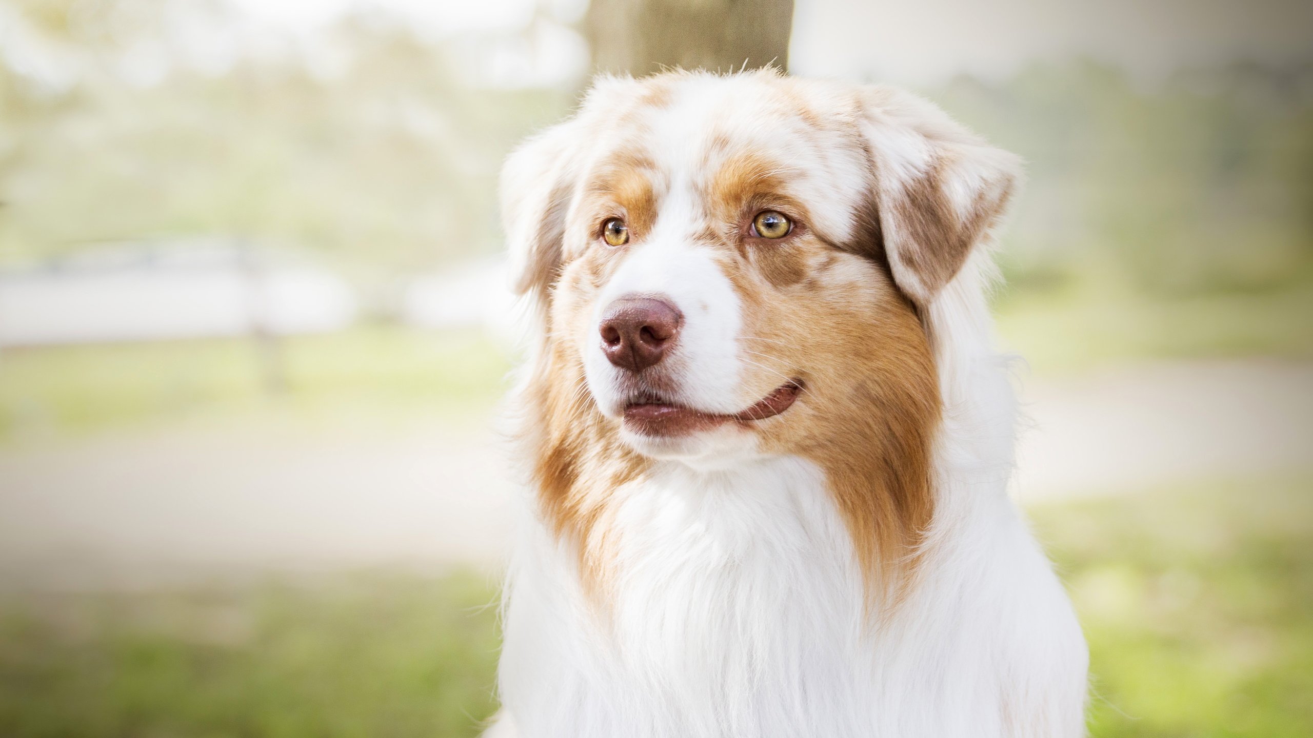 Обои портрет, собака, весна, лужайка, аусси, portrait, dog, spring, lawn, aussie разрешение 4724x2657 Загрузить