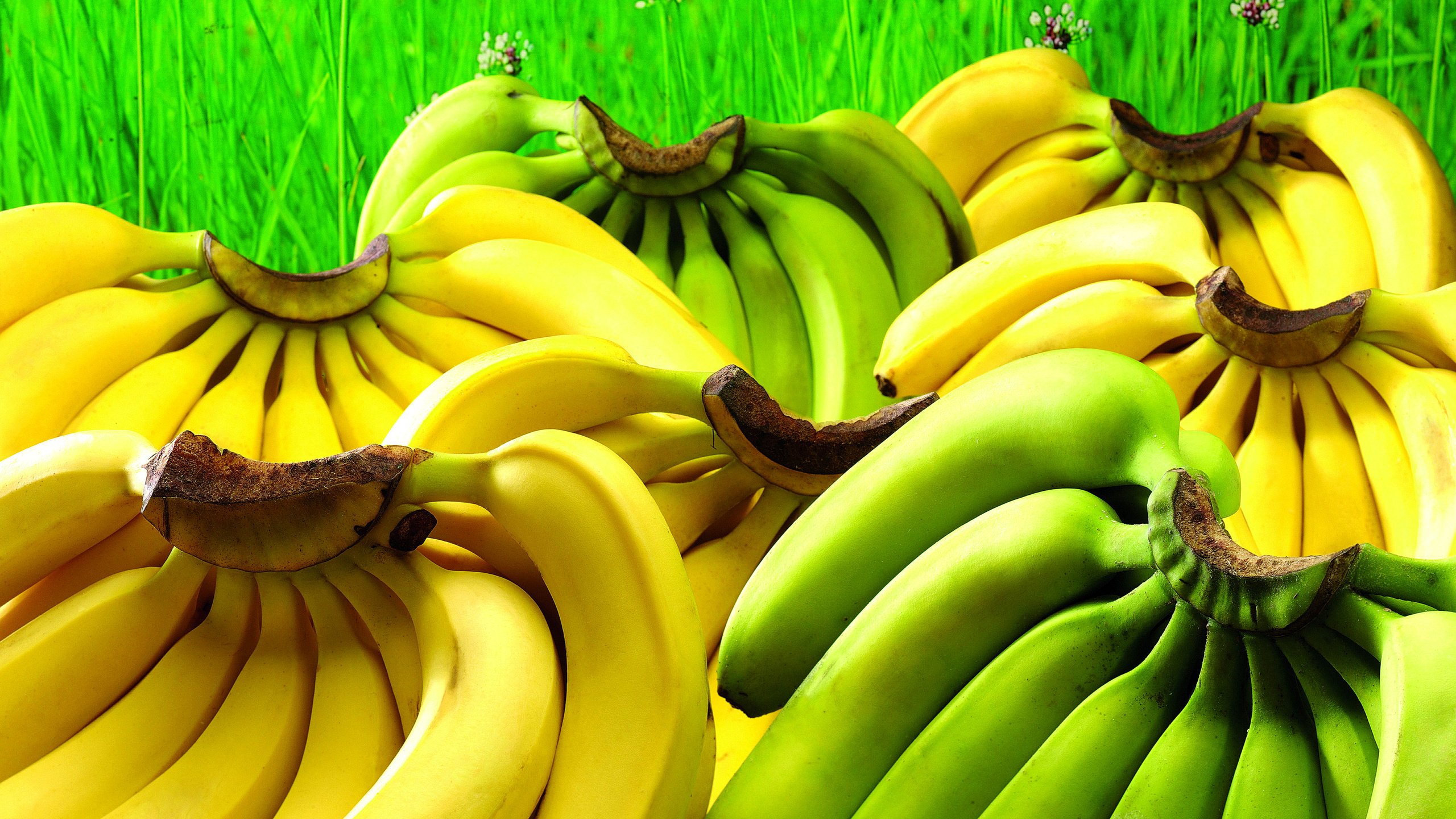 Обои трава, зелень, фрукты, зеленые, много, желтые, бананы, крупным планом, grass, greens, fruit, green, a lot, yellow, bananas, closeup разрешение 3600x2700 Загрузить