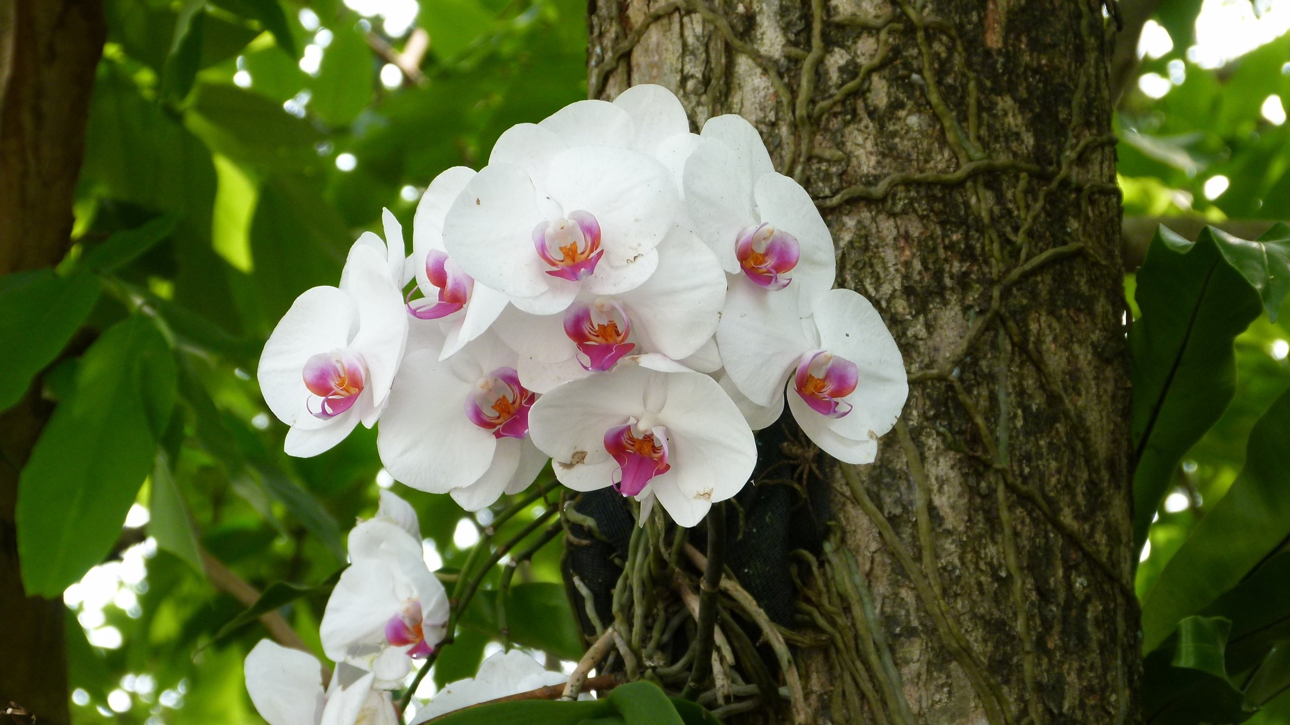 африканская орхидея фото